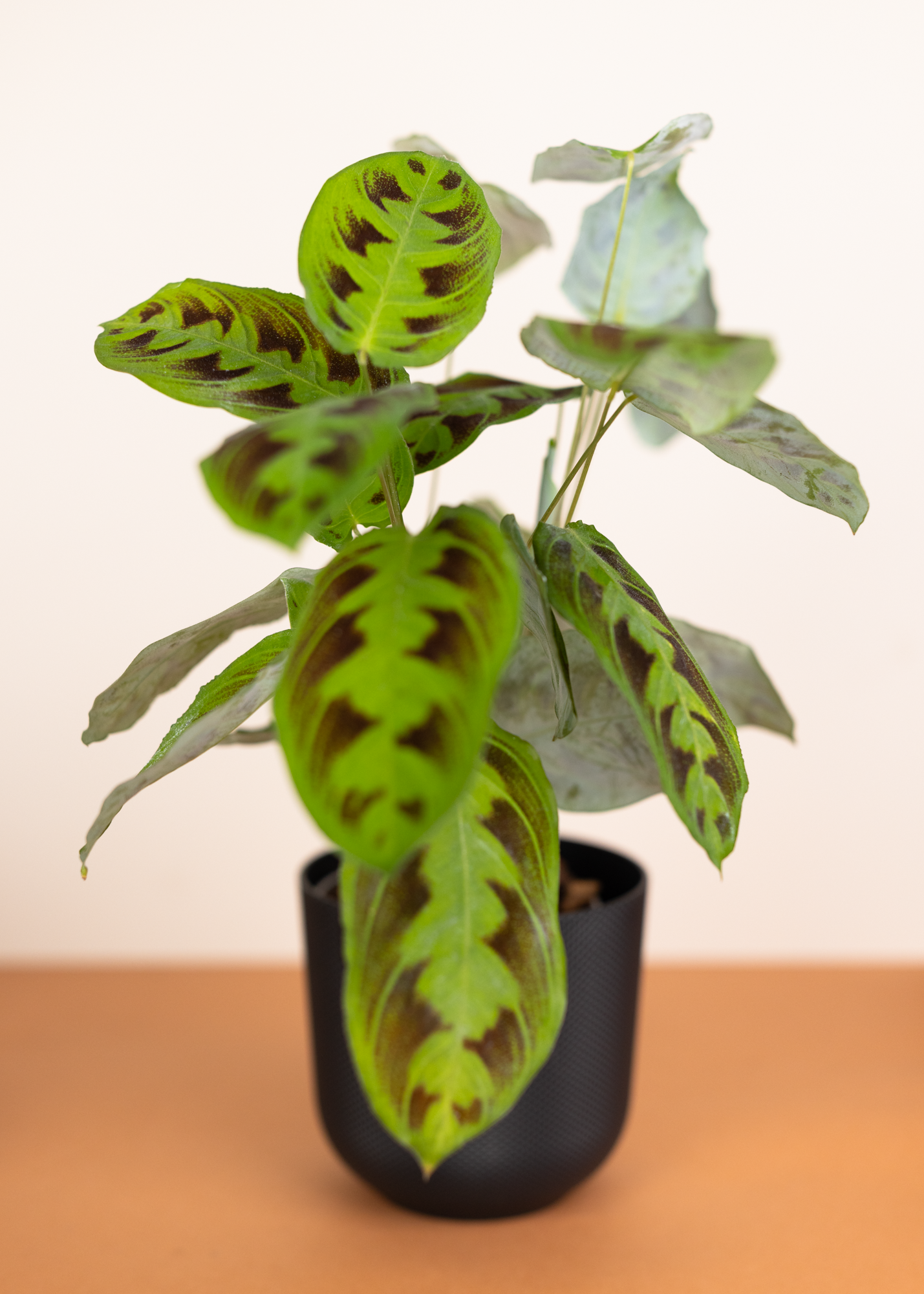 Maranta testudinea