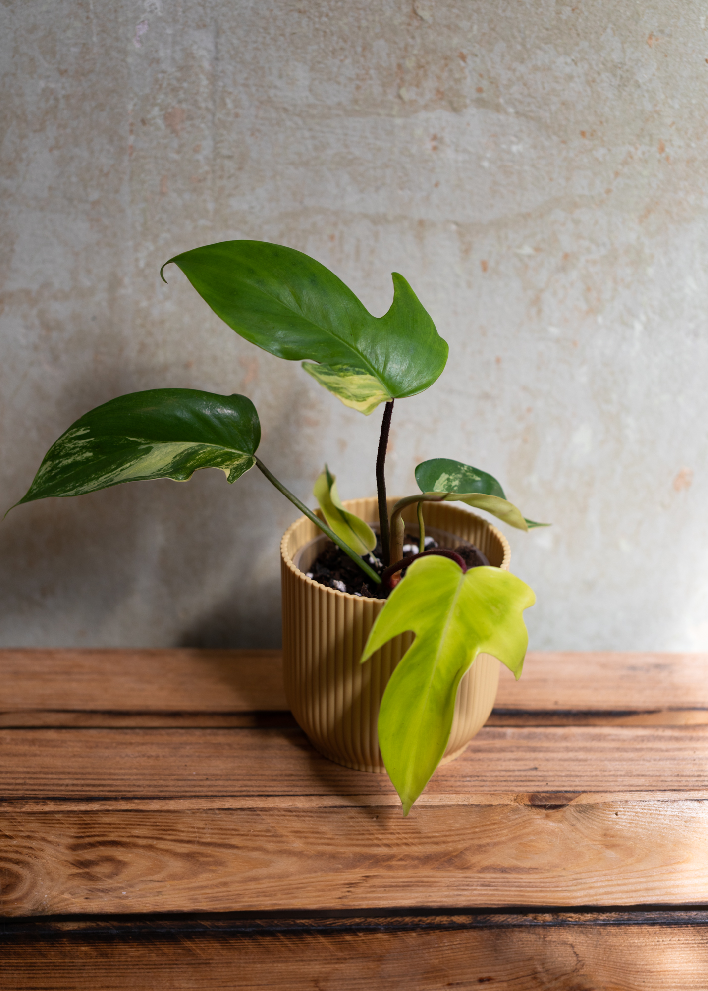 Philodendron Florida Beauty 5