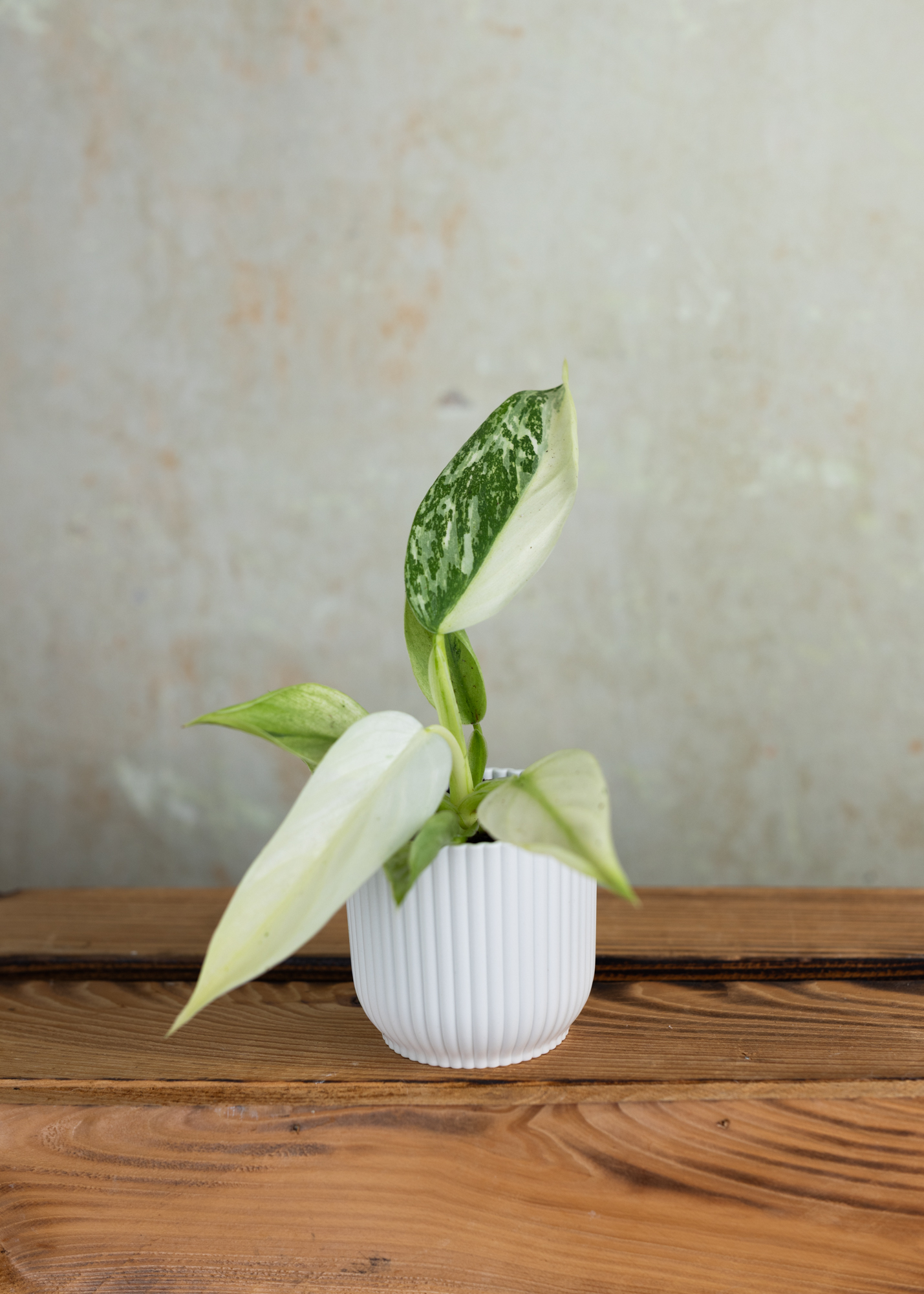 Philodendron Jose Buono XS