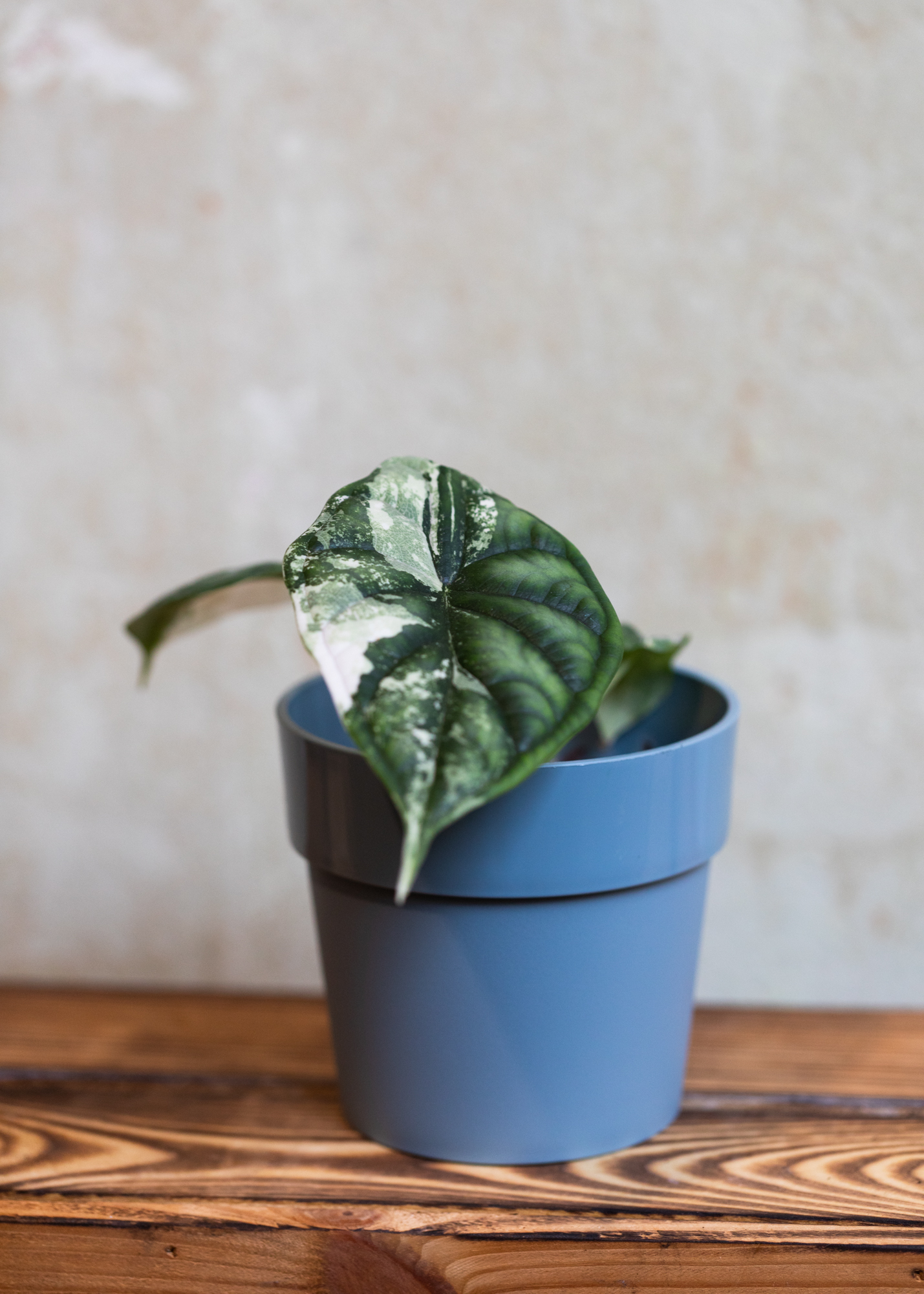Alocasia dragon scale variegata 2