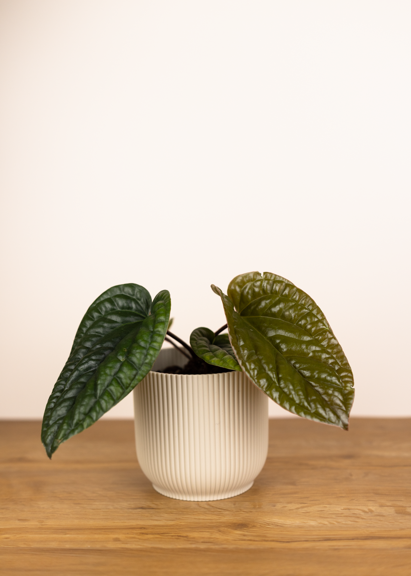 Anthurium radicans x luxurians M