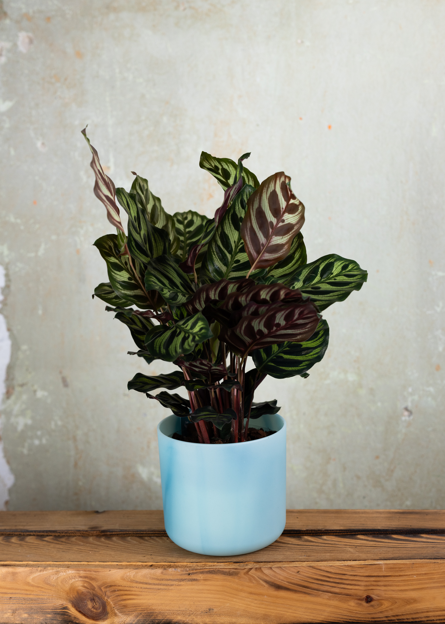 Calathea (Goeppertia) Makoyana M