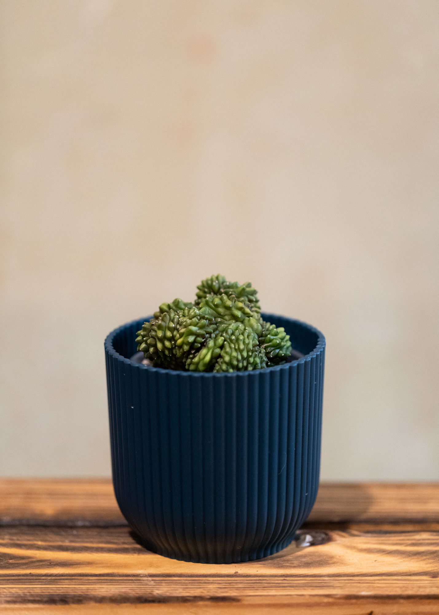 Gymnocalycium mihanovichii cristata