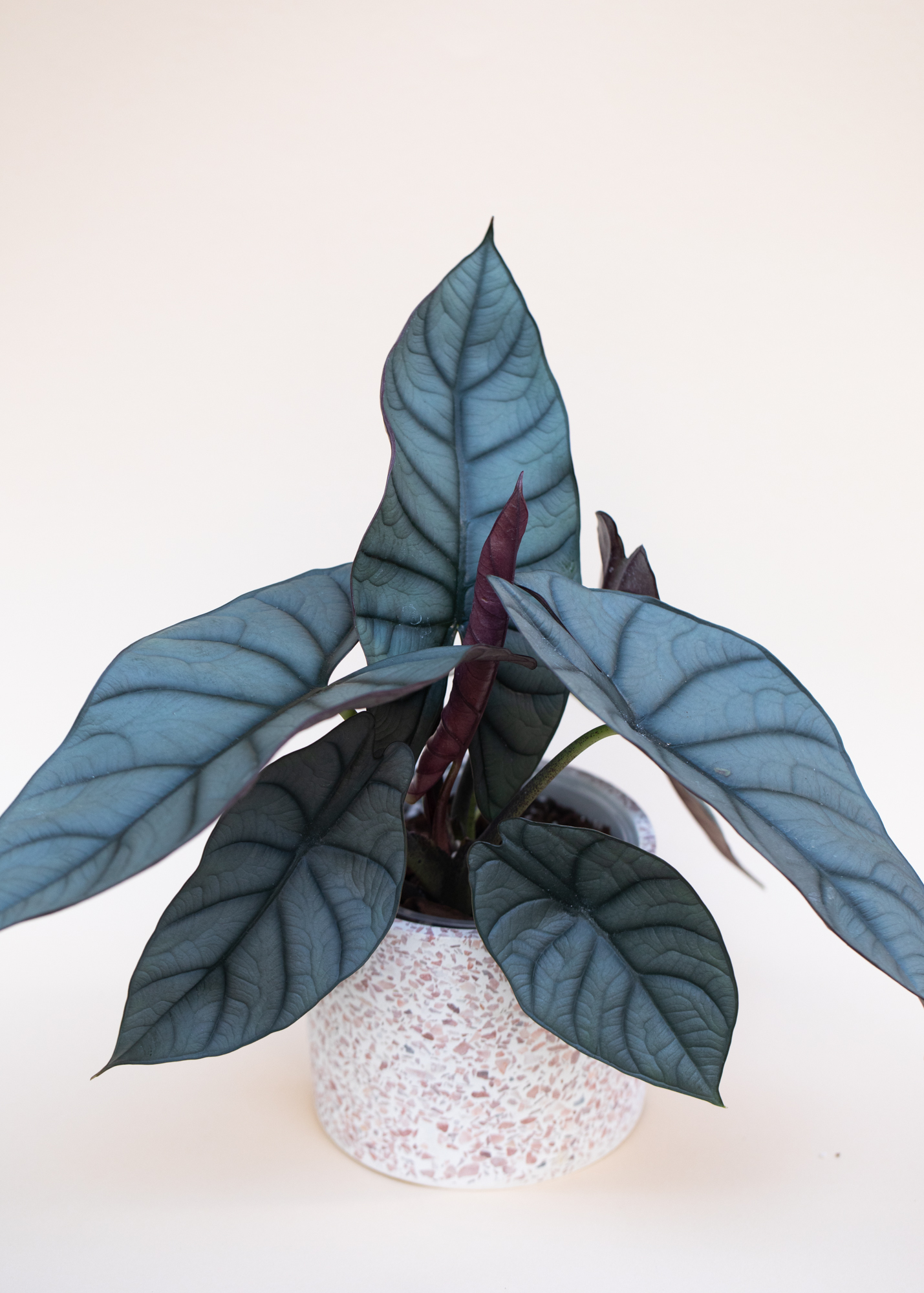 Alocasia Nebula