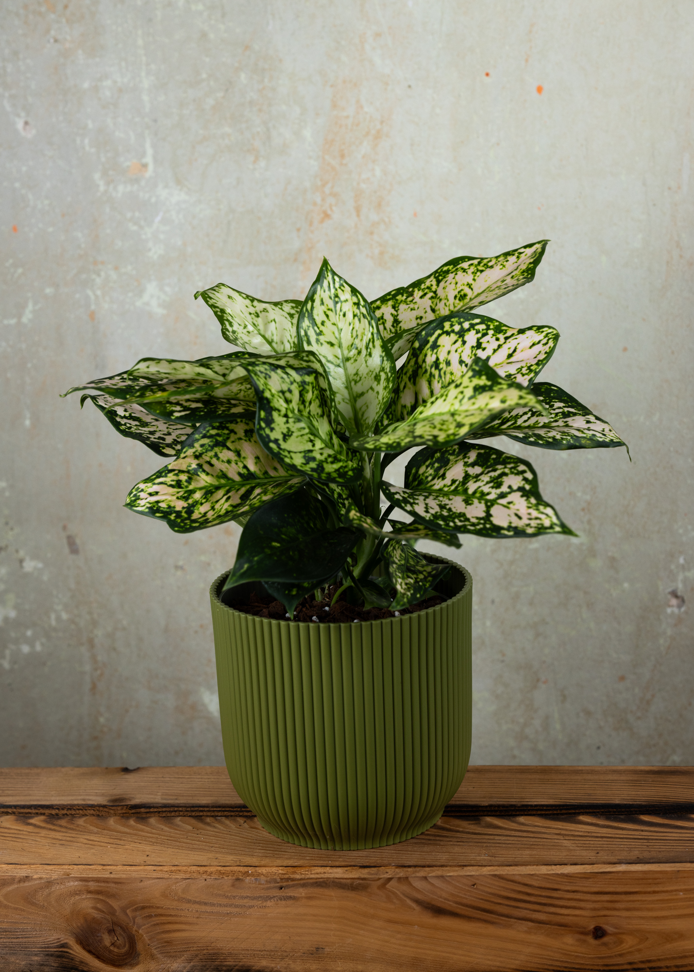 Aglaonema Eileen Aglaonema Eileen
