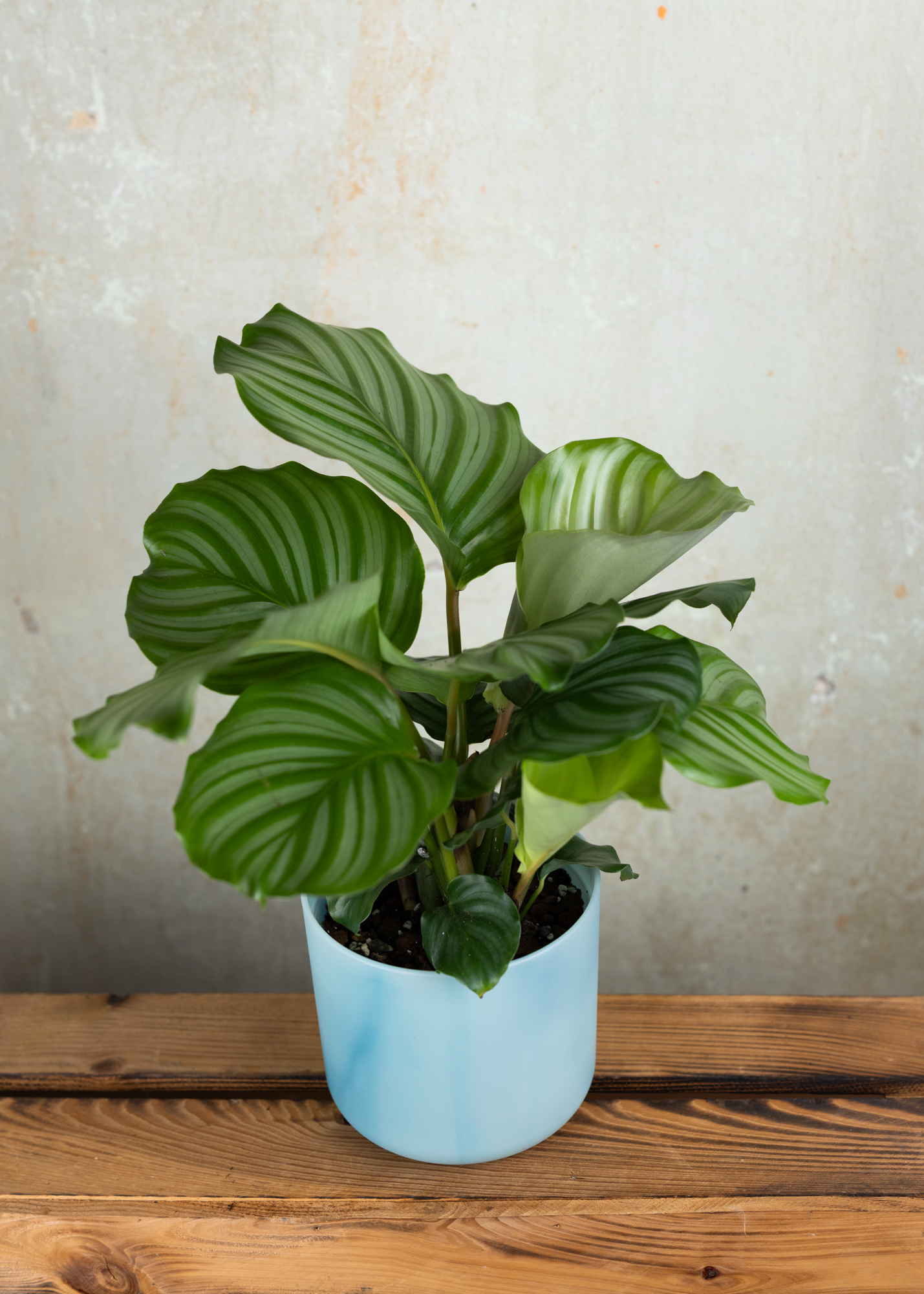 Calathea (Goeppertia) orbifolia