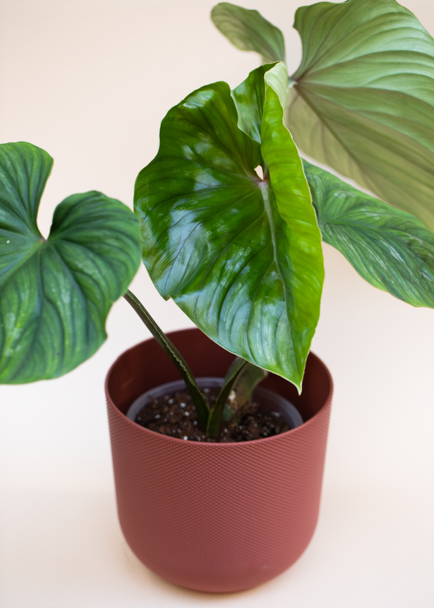 Philodendron Plowmanii