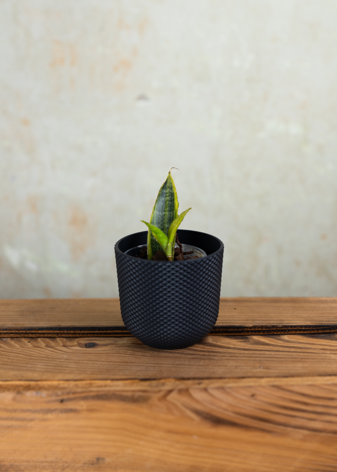 Sansevieria (Dracaena) gabriella variegata