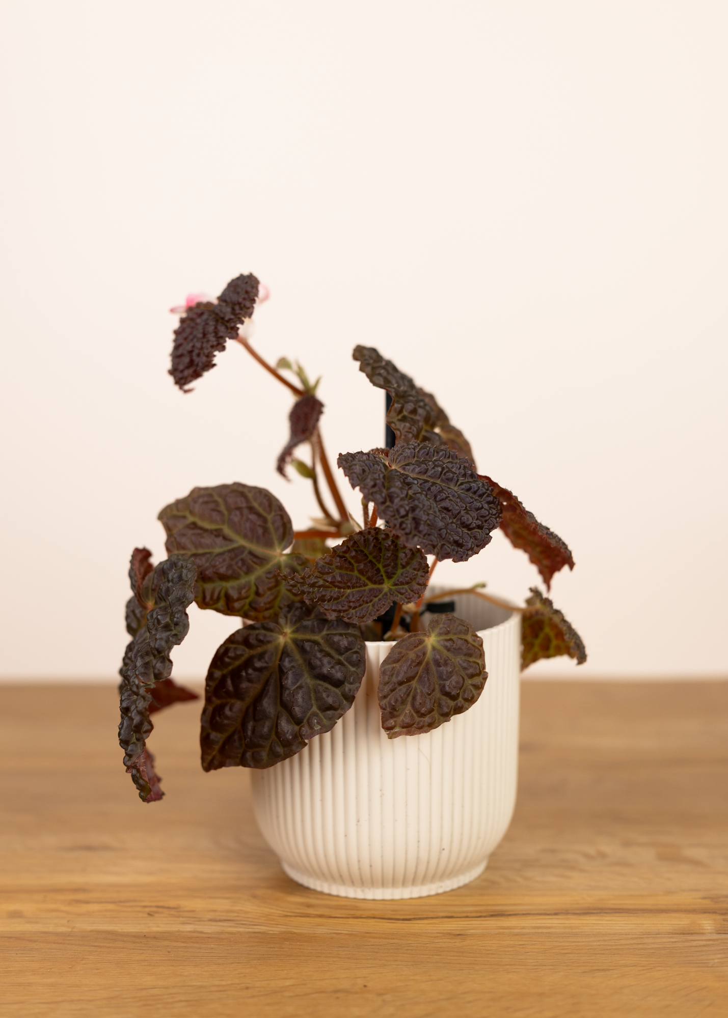 Begonia baik x dracopeltata