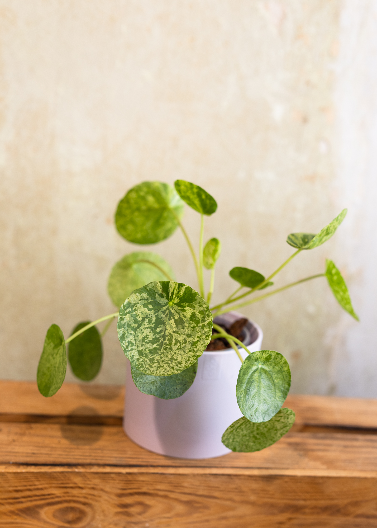 Pilea peperomioides mojito