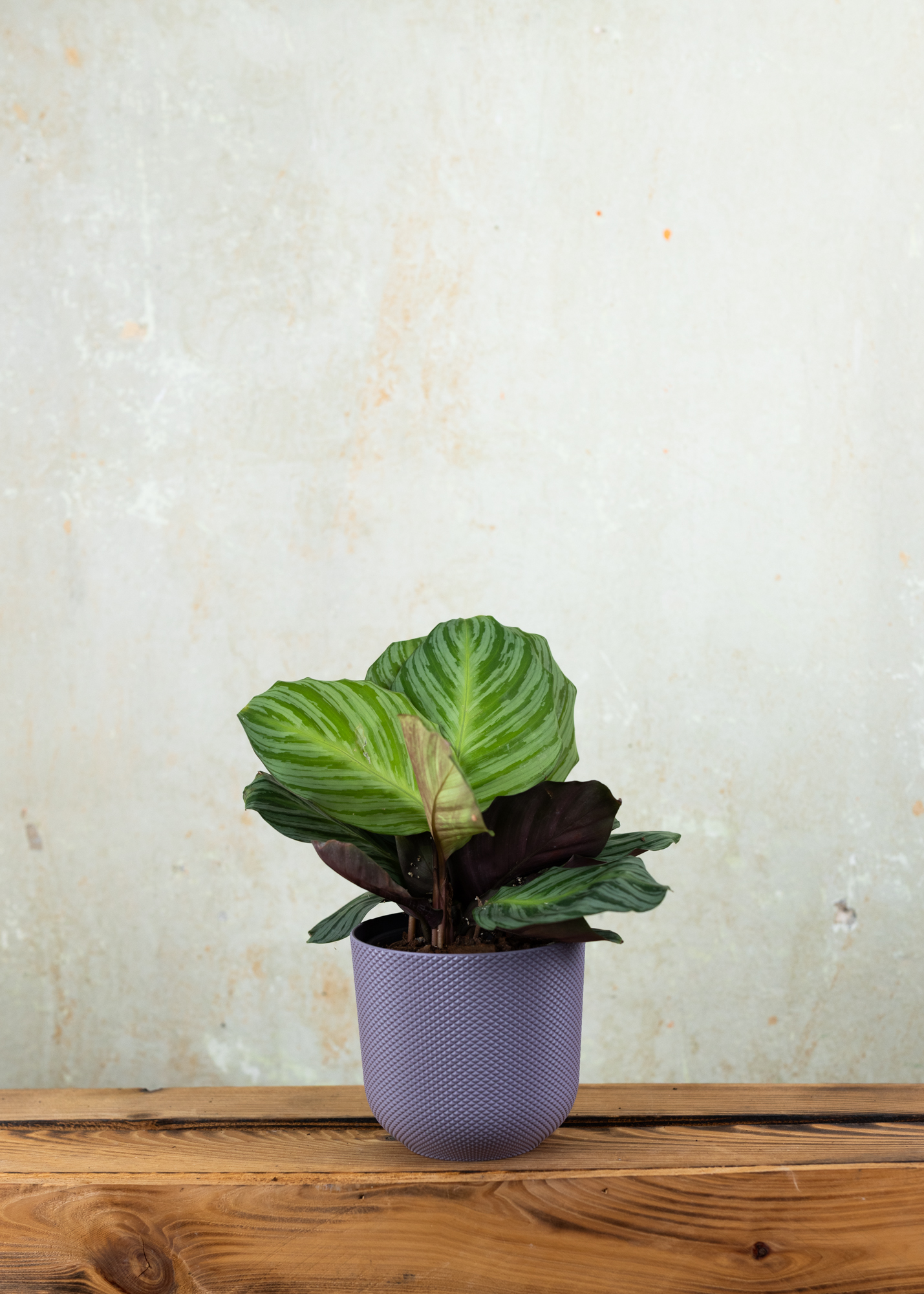 Calathea (Goeppertia) fucata yacuambi