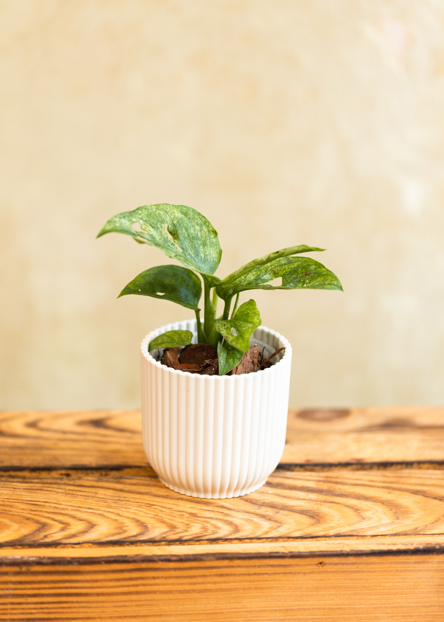 Monstera Adansonii Mint 