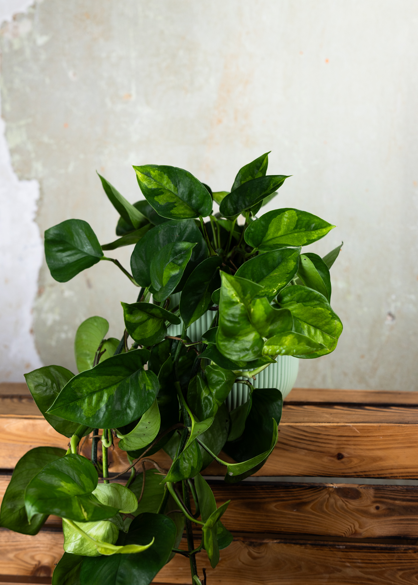 Epipremnum Aureum Global Green L