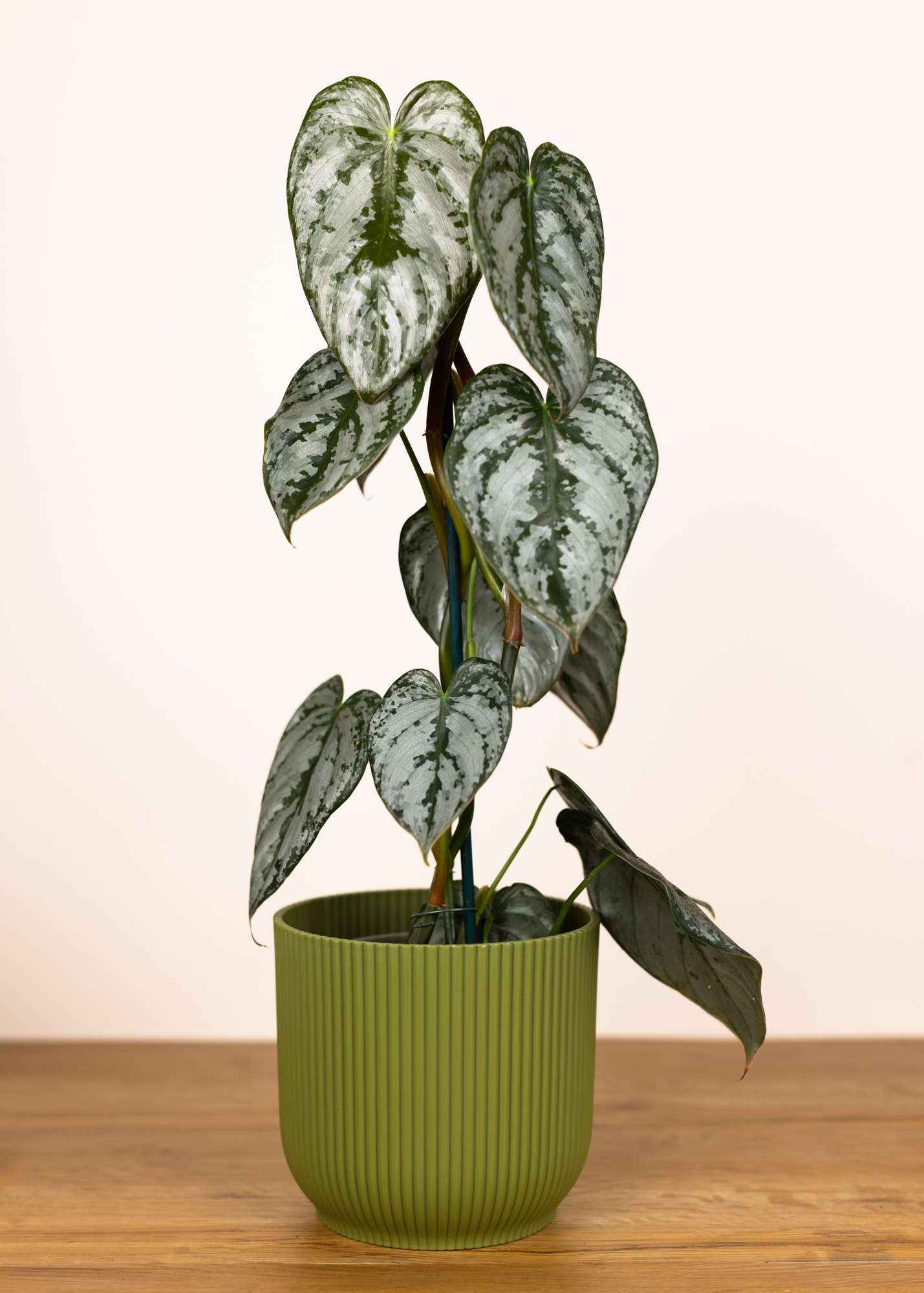 Philodendron Brandtianum 