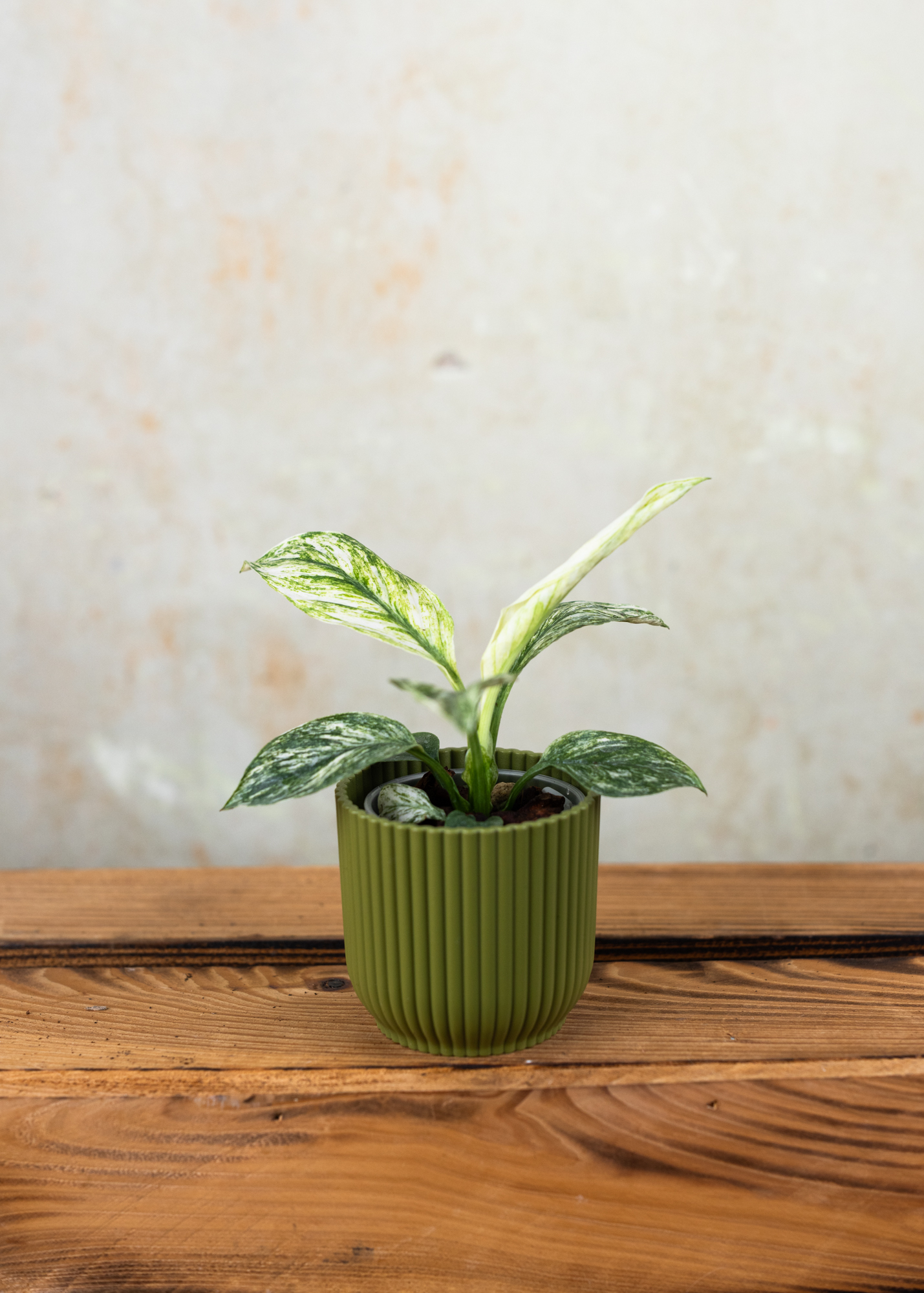 Spathiphyllum sensation variegata Spathiphyllum sensation variegata