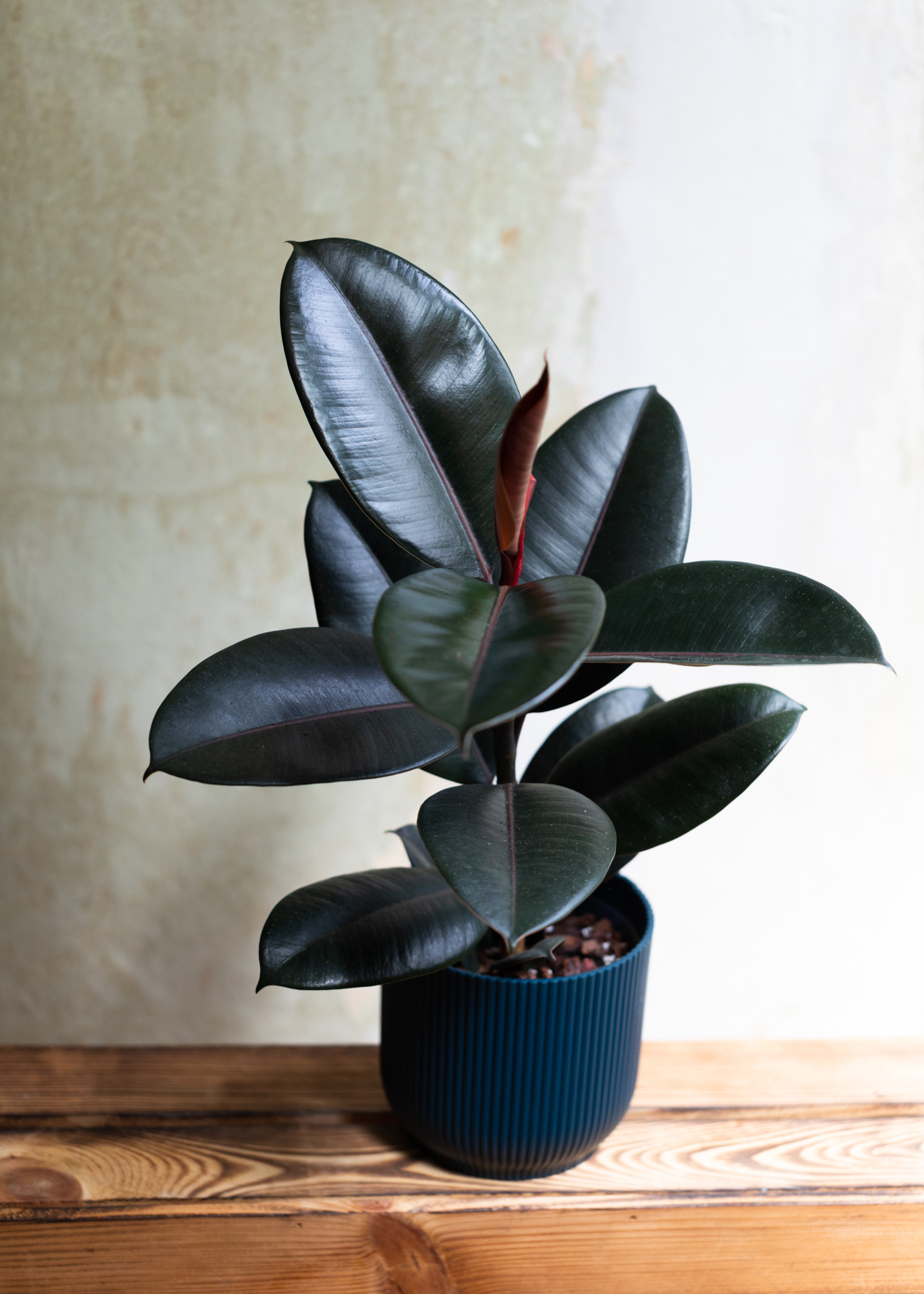 Ficus Elastica Abidjan