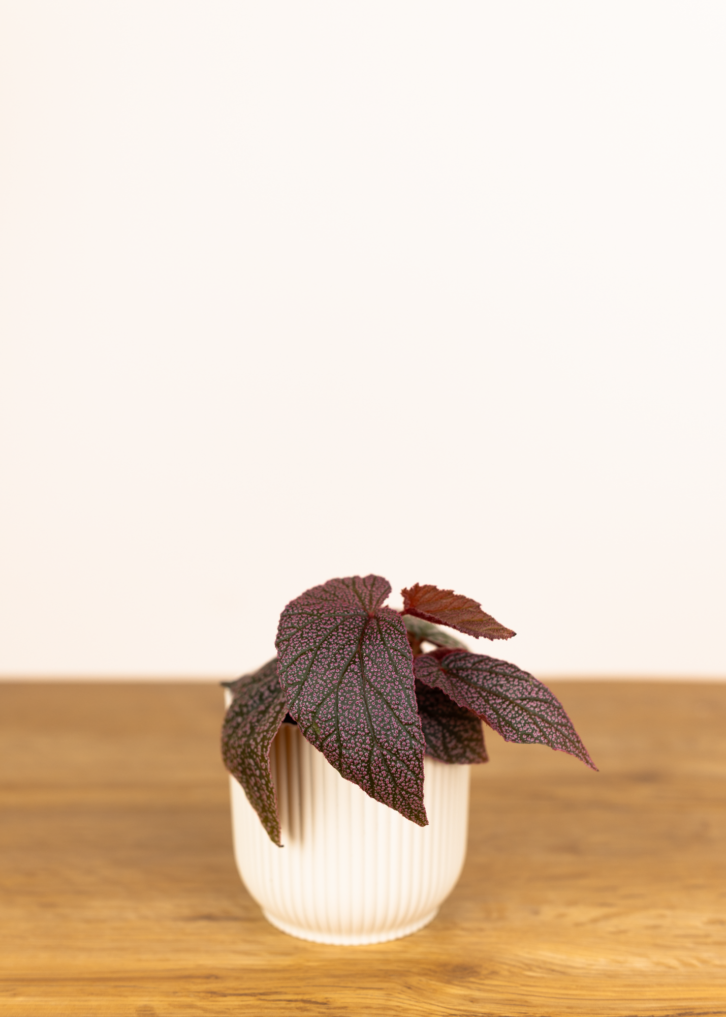 Begonia UO62