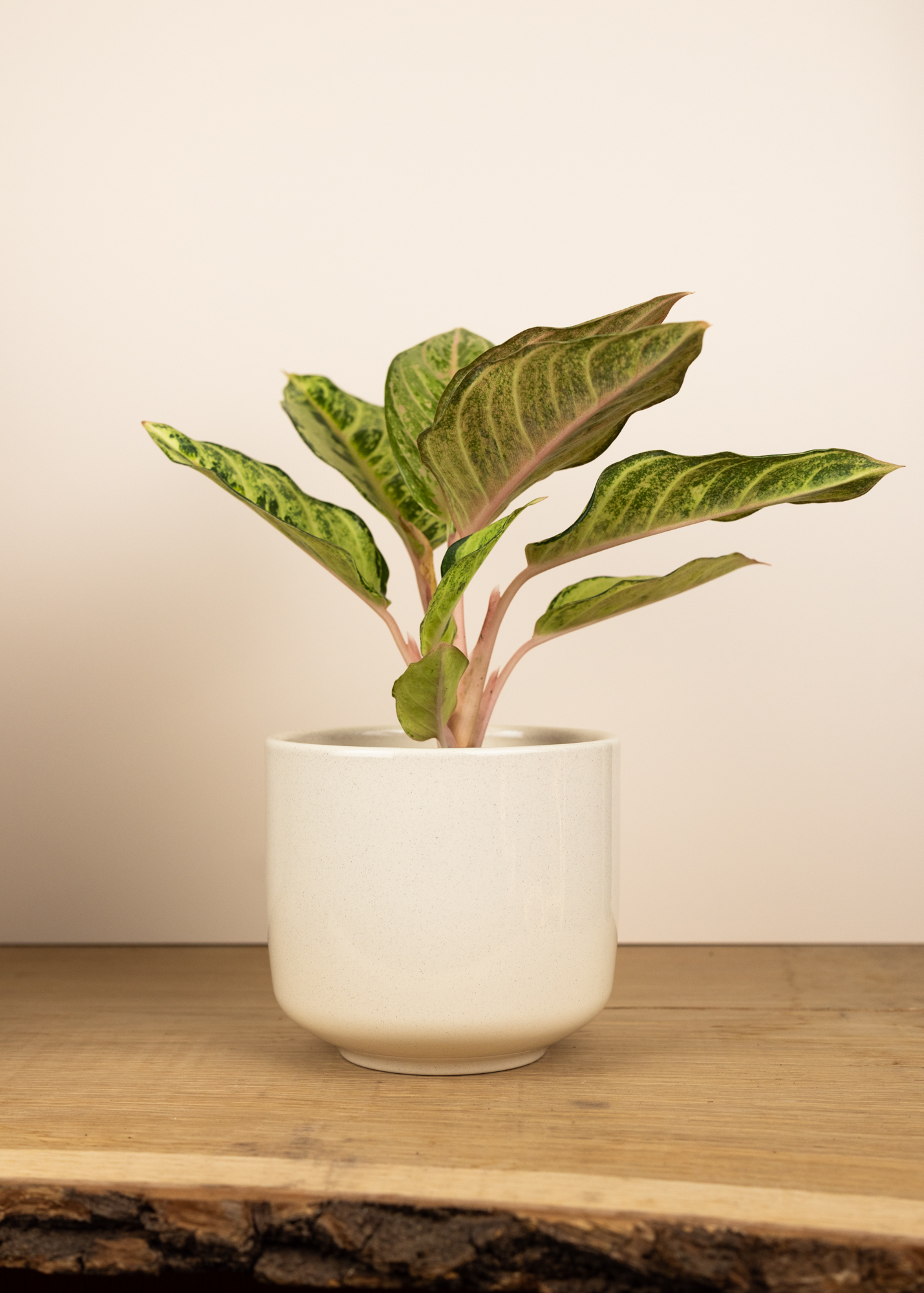 Bari Übertopf 16cm creme