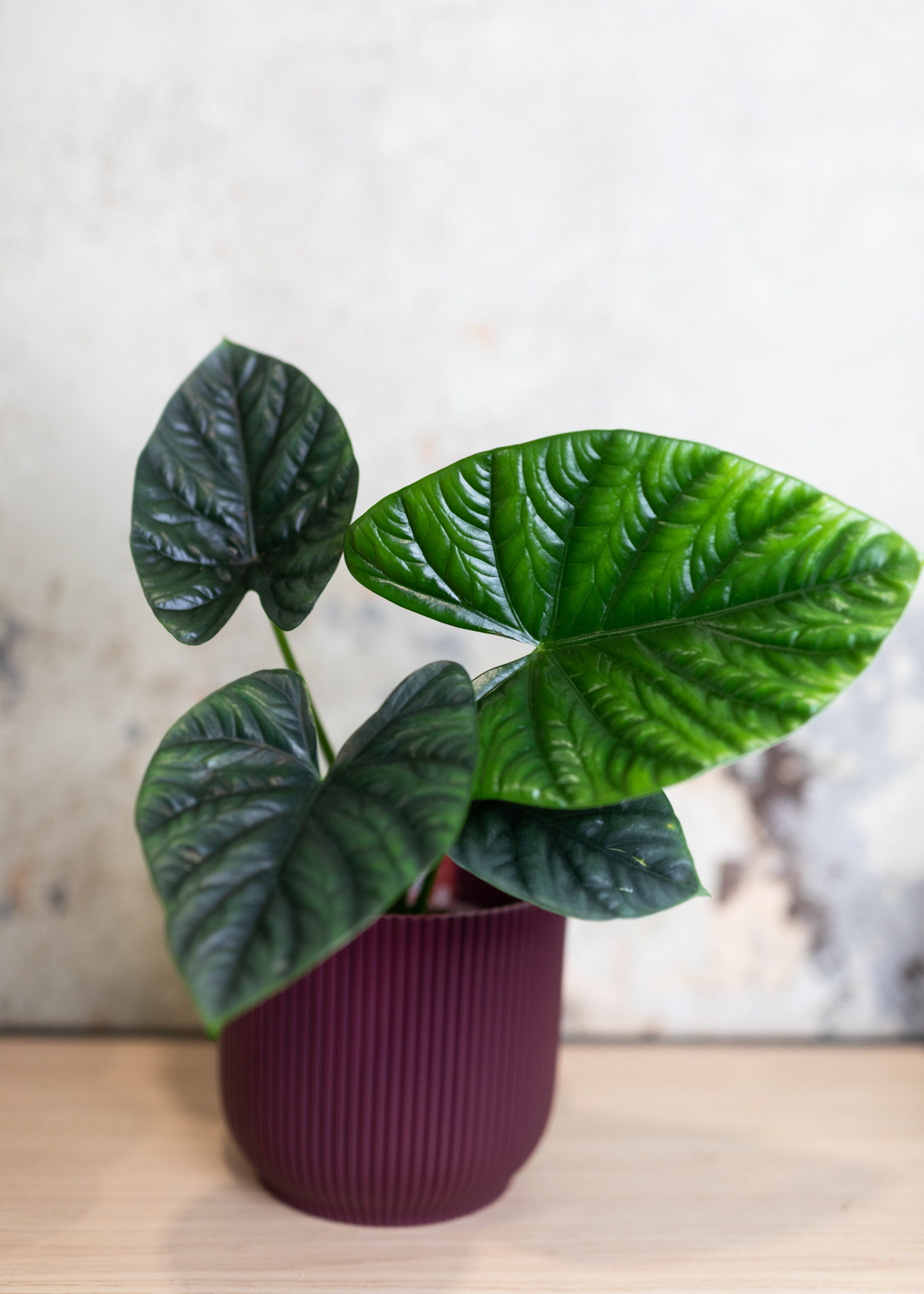 Alocasia lukiwan