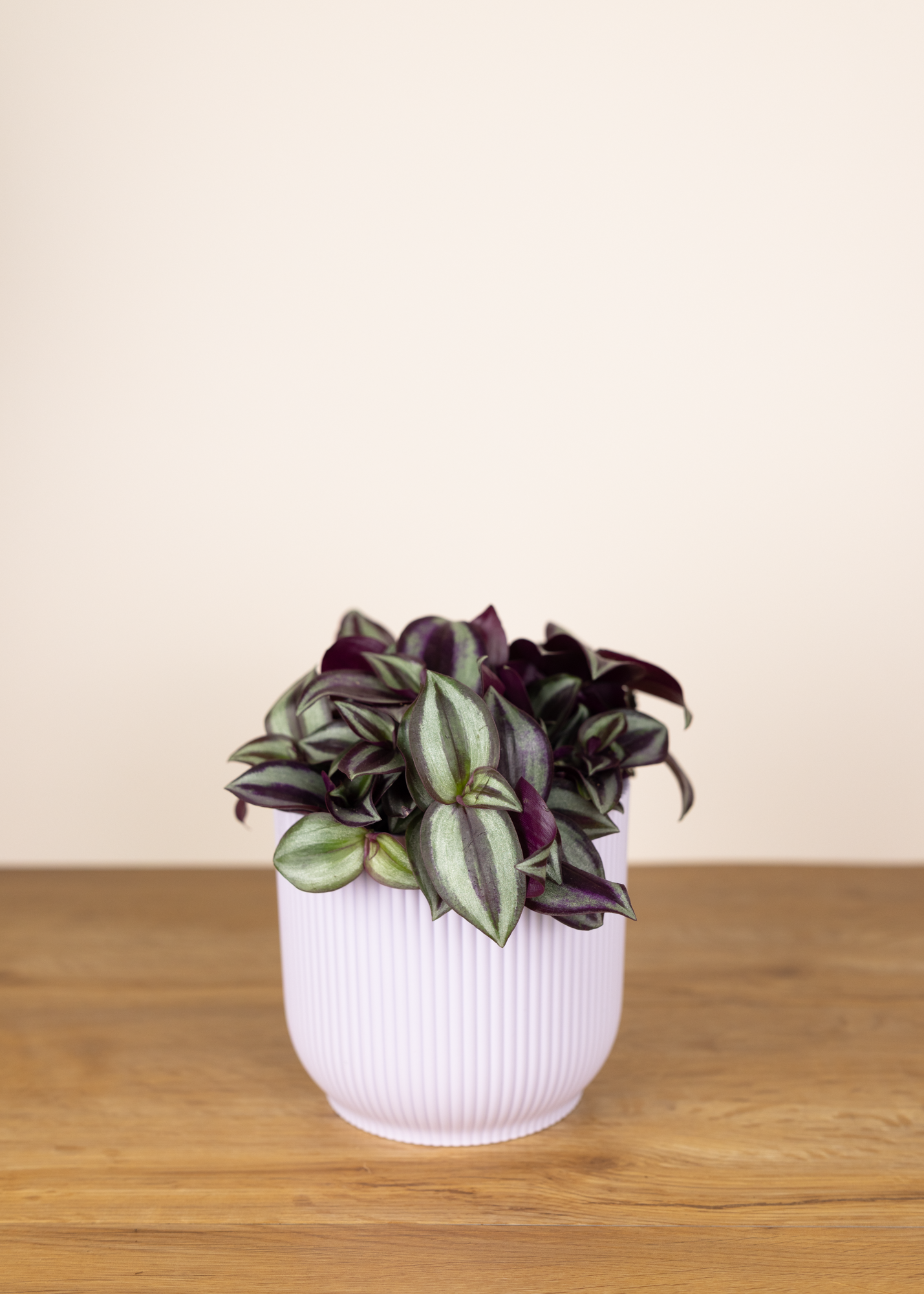 Tradescantia zebrina 'Violet Hill'