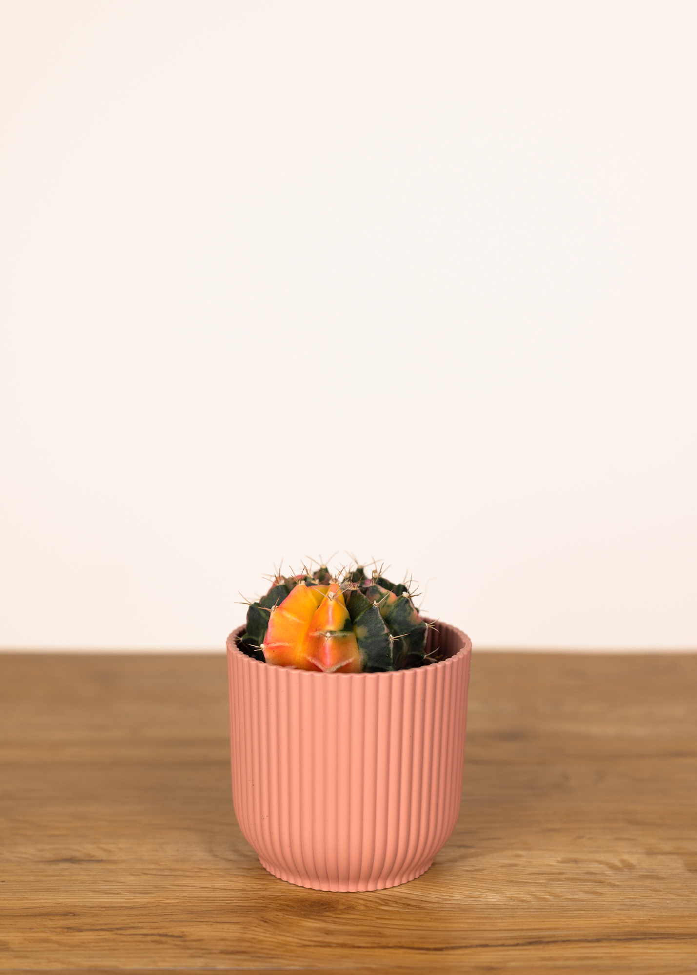 Gymnocalycium Mihanovichii Variegata 4