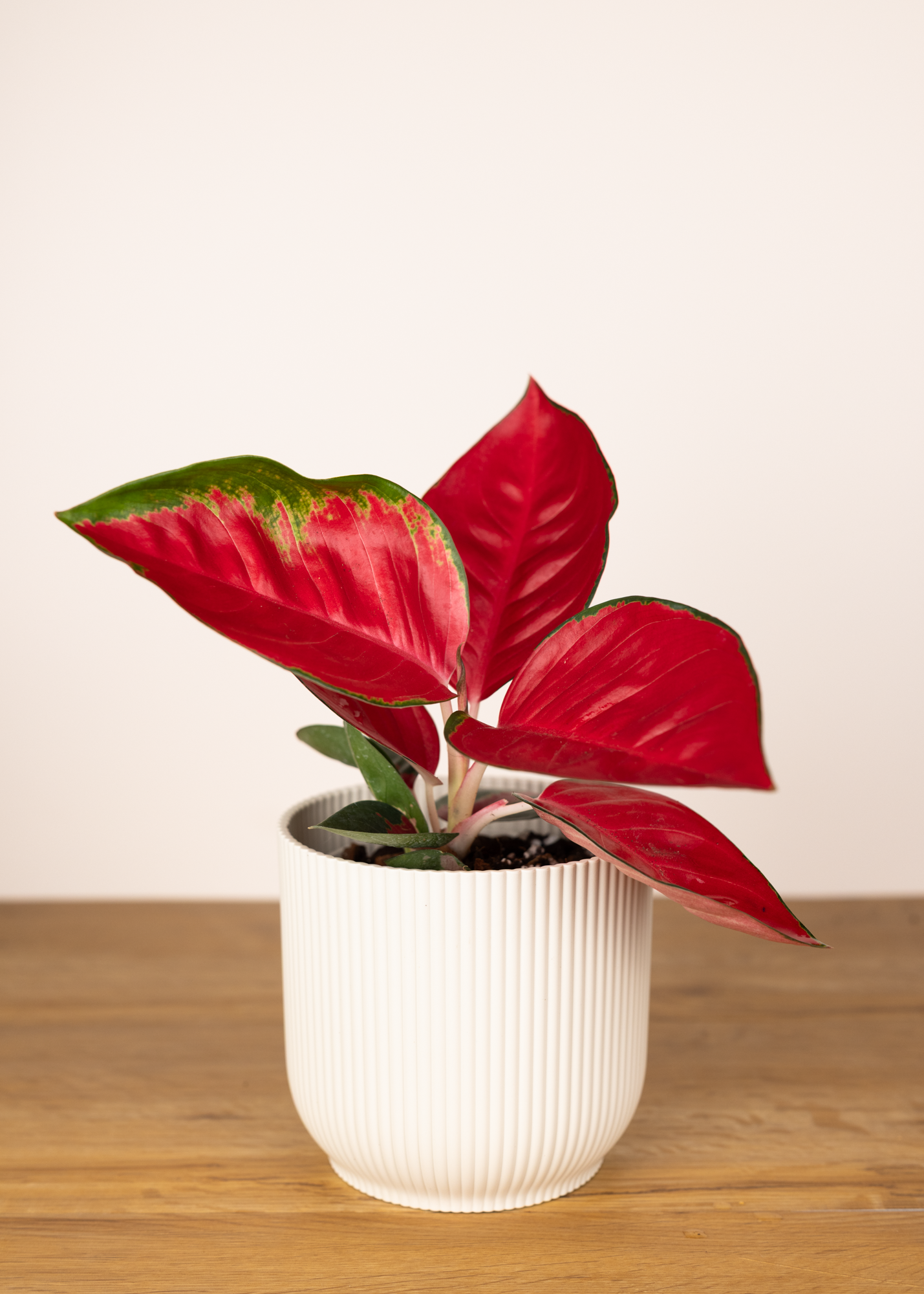 Aglaonema suksom jaipong