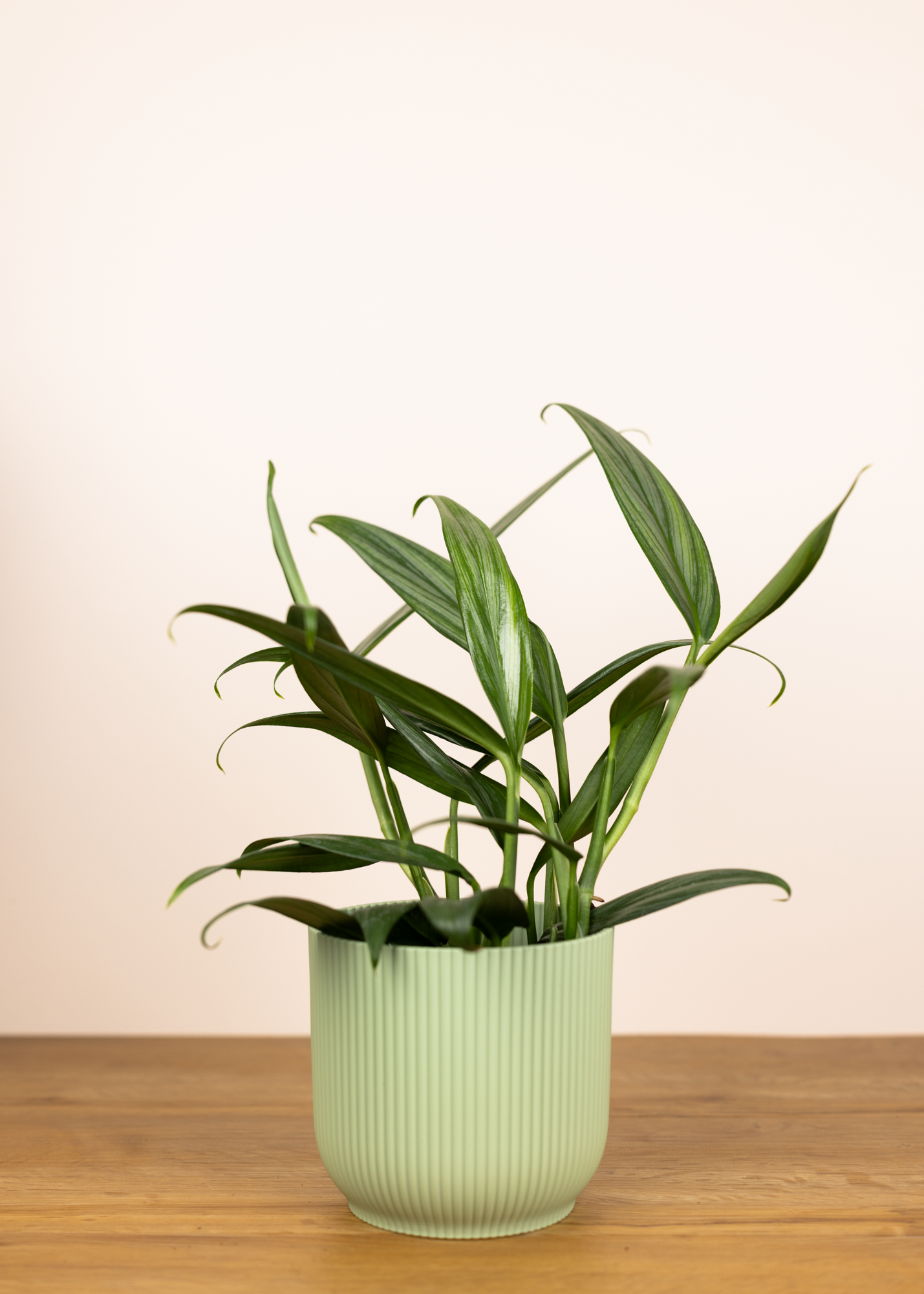 Epipremnum amplissimum silver stripe