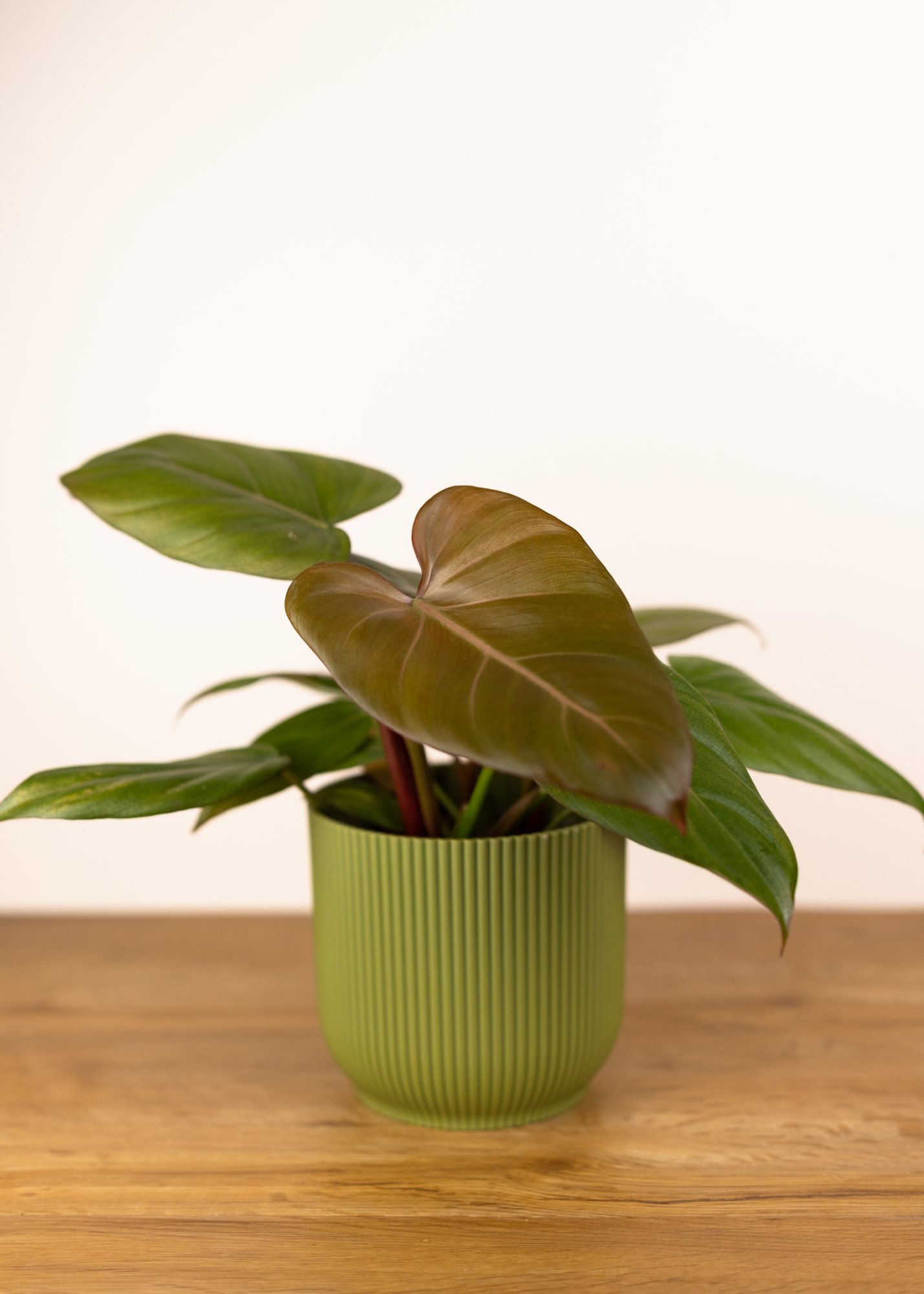 Philodendron Summer Glory