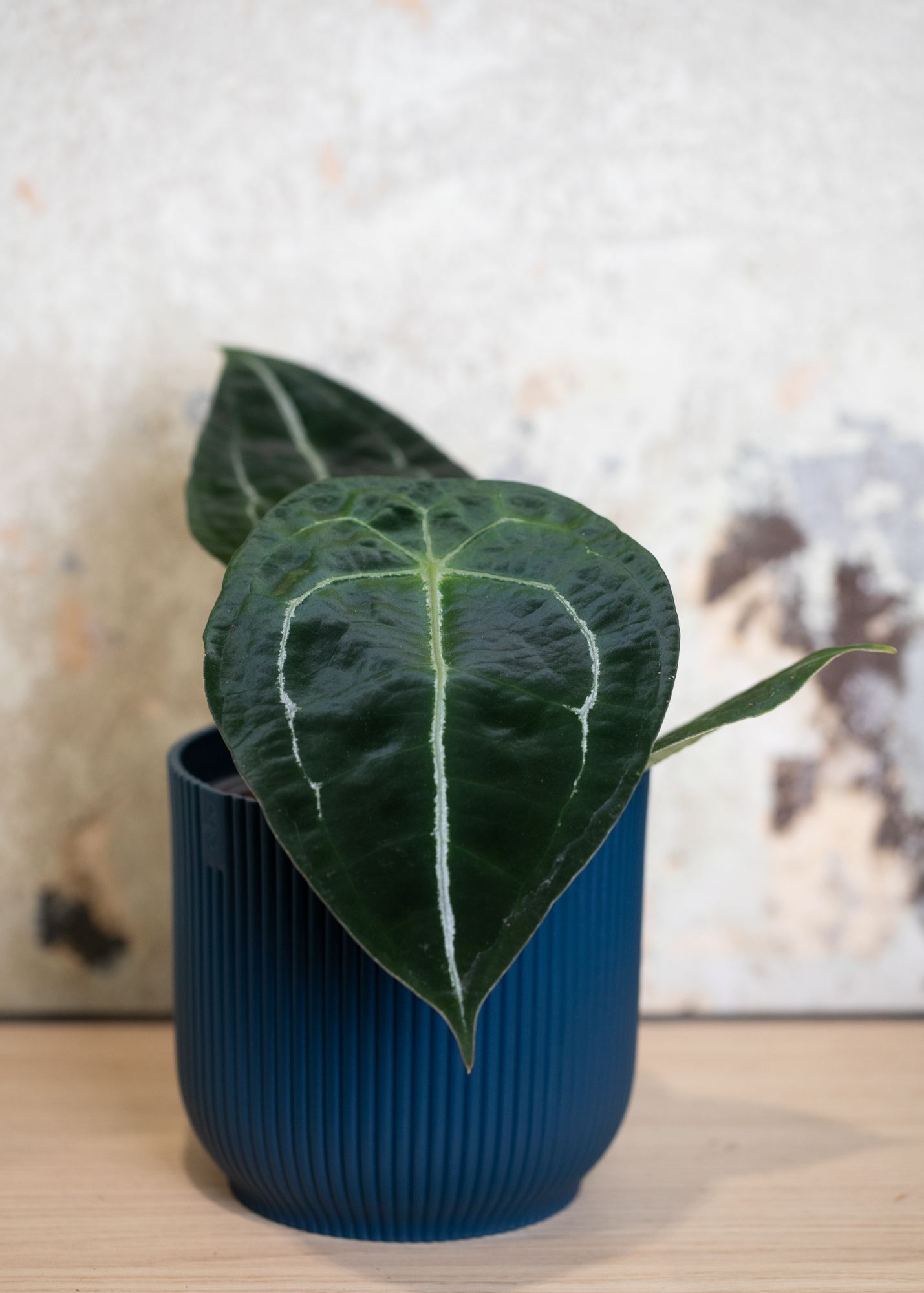 Anthurium Forgetii x Nigrolaminum Gigi 