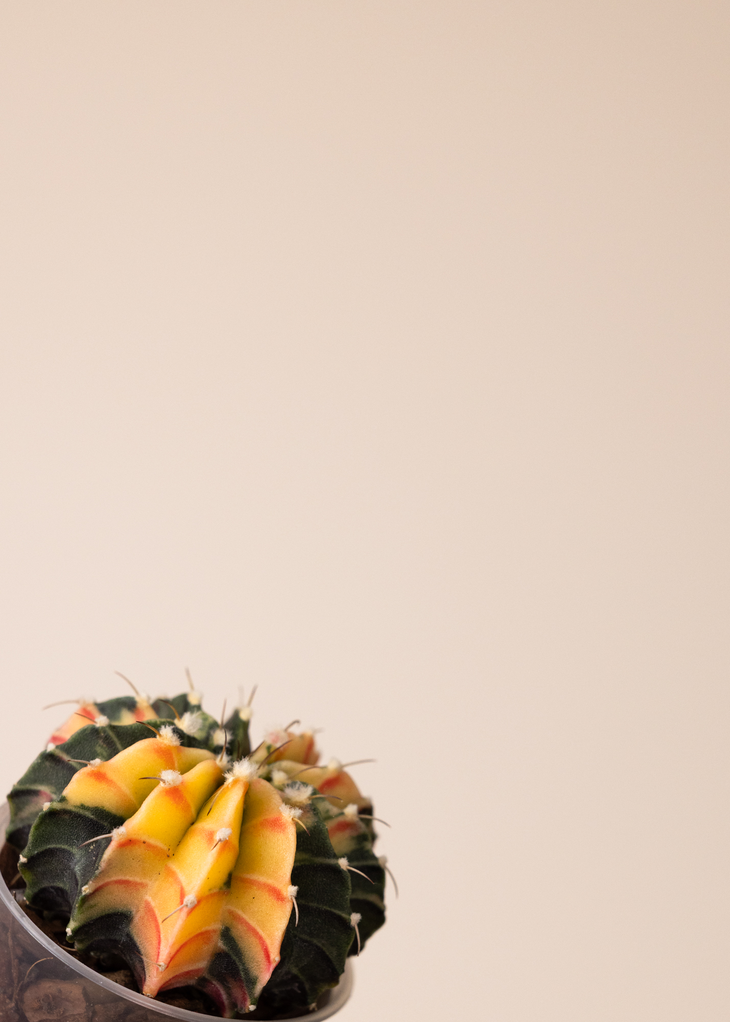 Gymnocalycium Mihanovichii Variegata 7