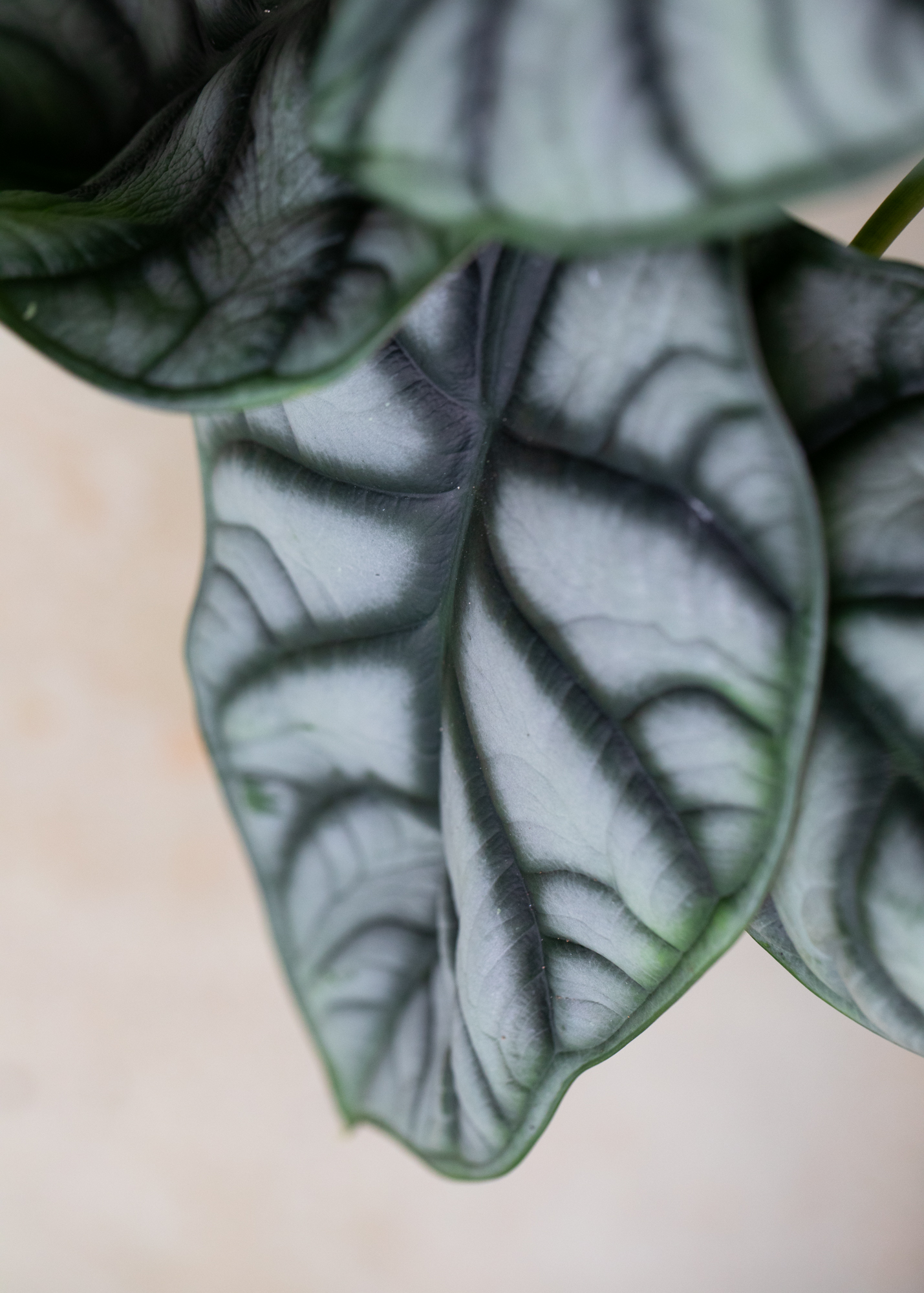 Alocasia Baginda Silver Dragon M