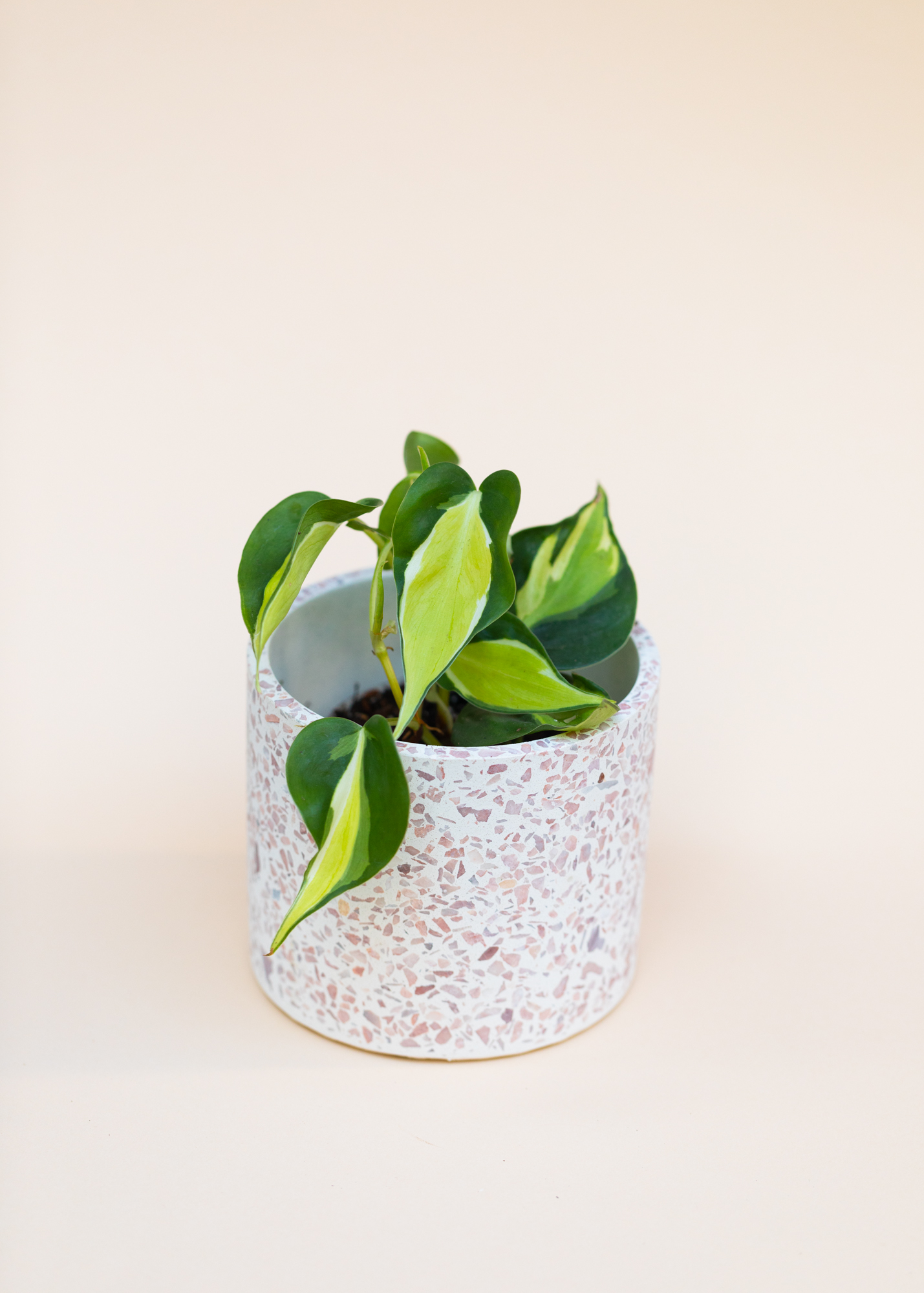 Philodendron Cream Splash