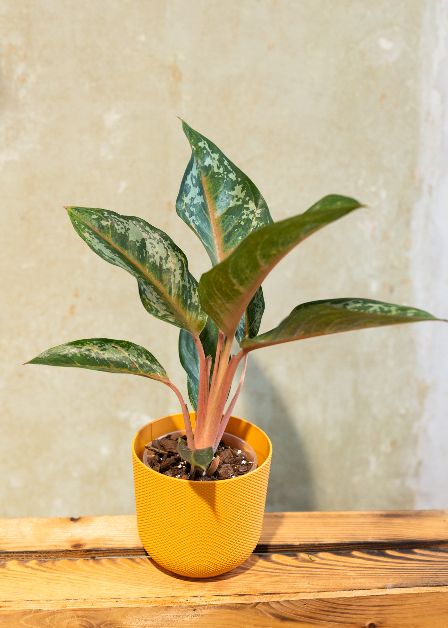 Aglaonema hybrid