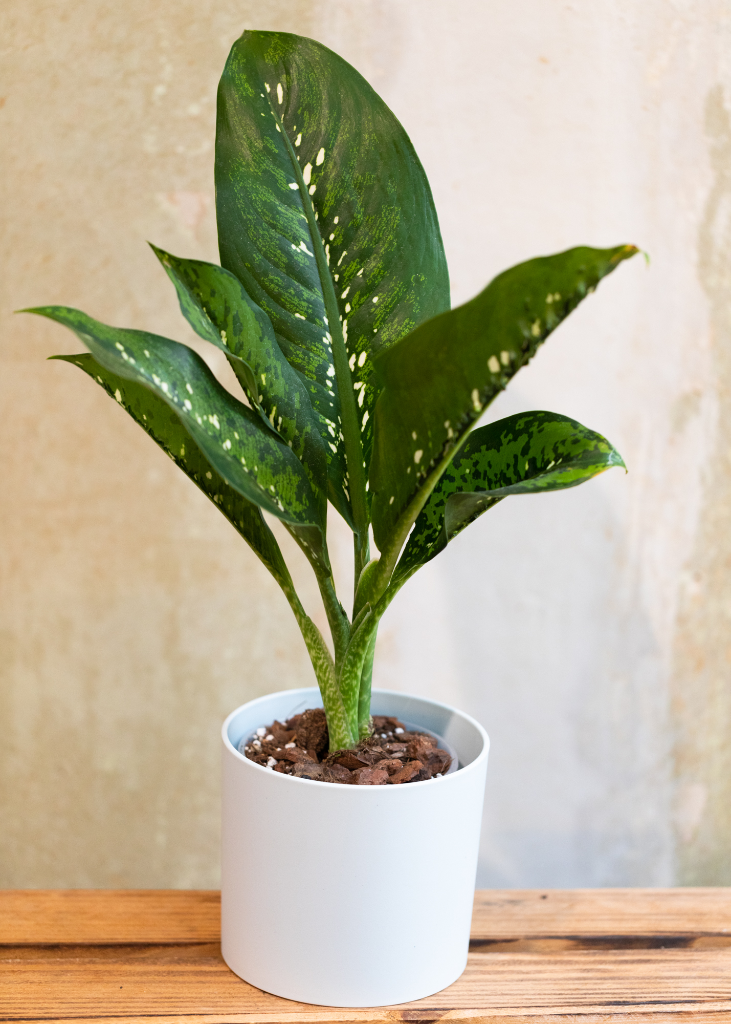 Dieffenbachia crocodile