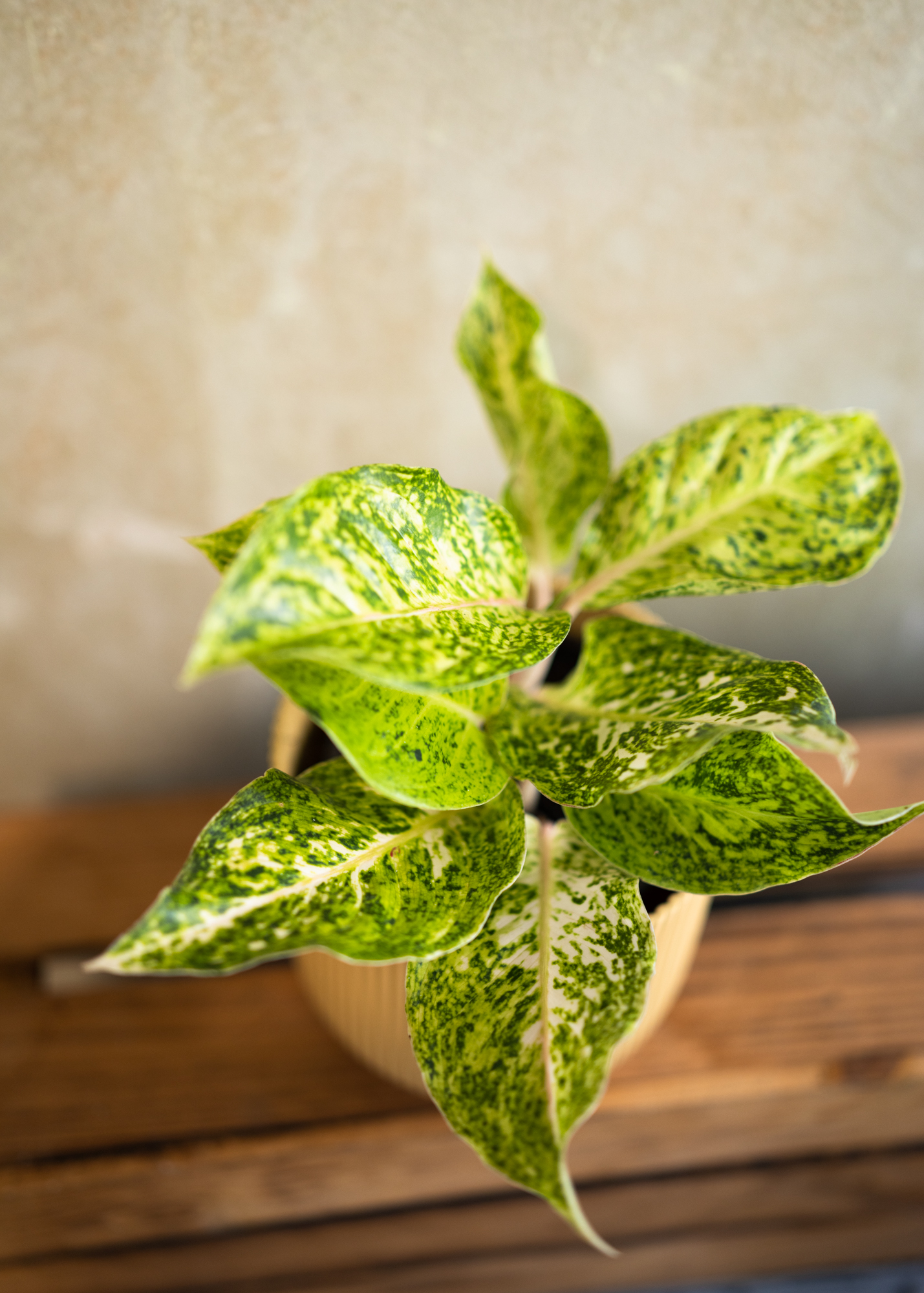 Aglaonema white laksap Aglaonema white laksap