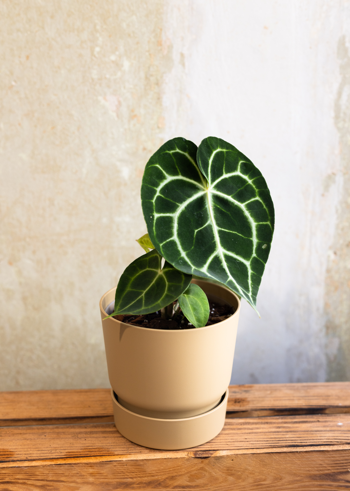 Anthurium Clarinervium M