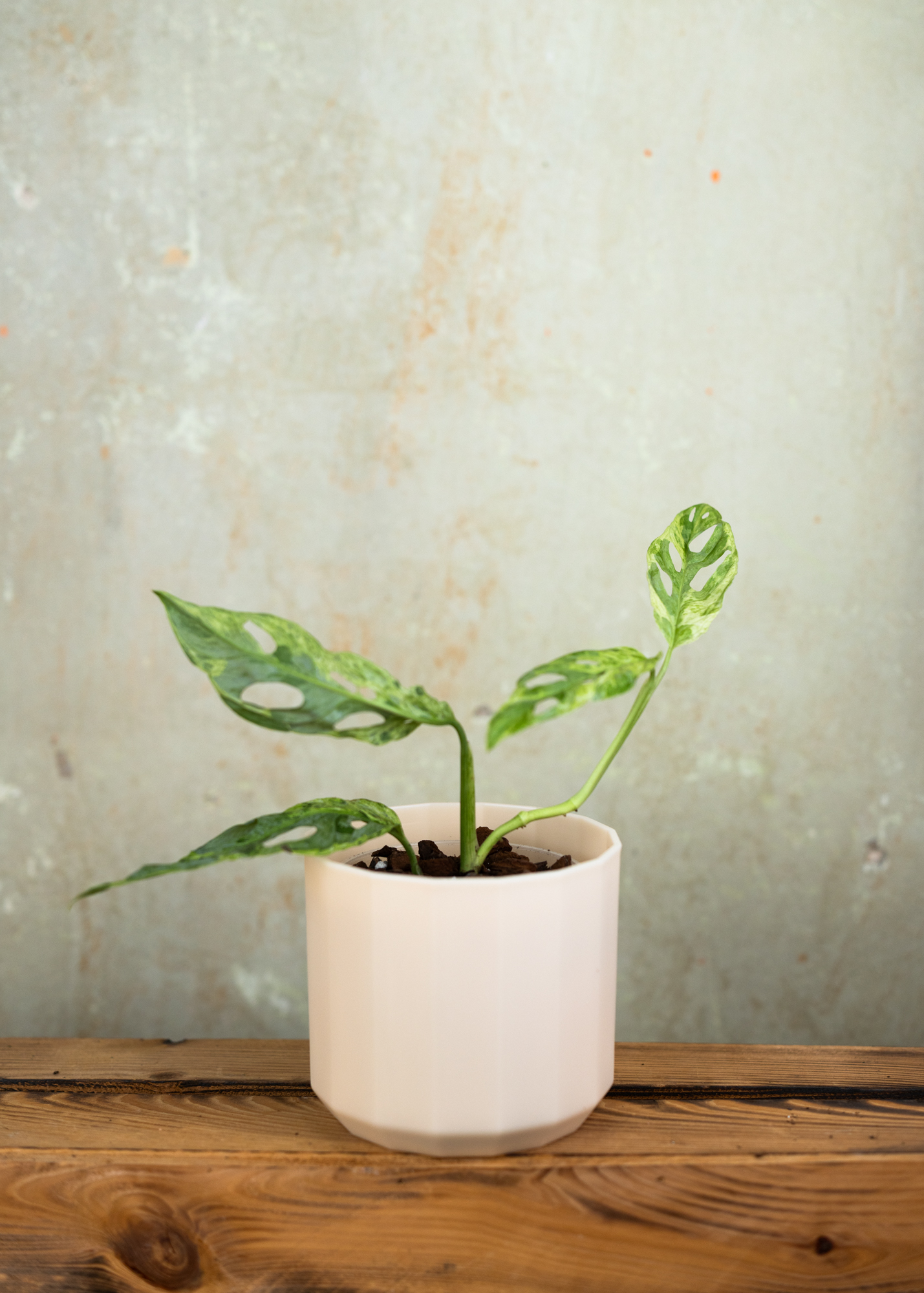 Monstera Adansonii Variegata 'Indonesian Marble'