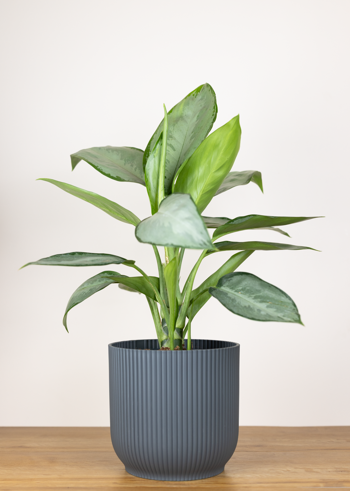 Aglaonema silverado