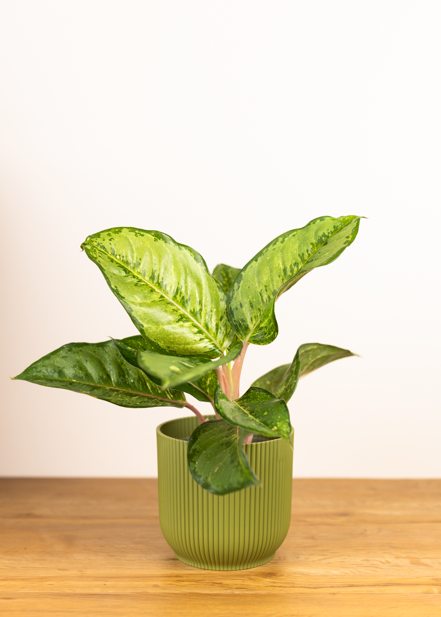 Aglaonema NoID