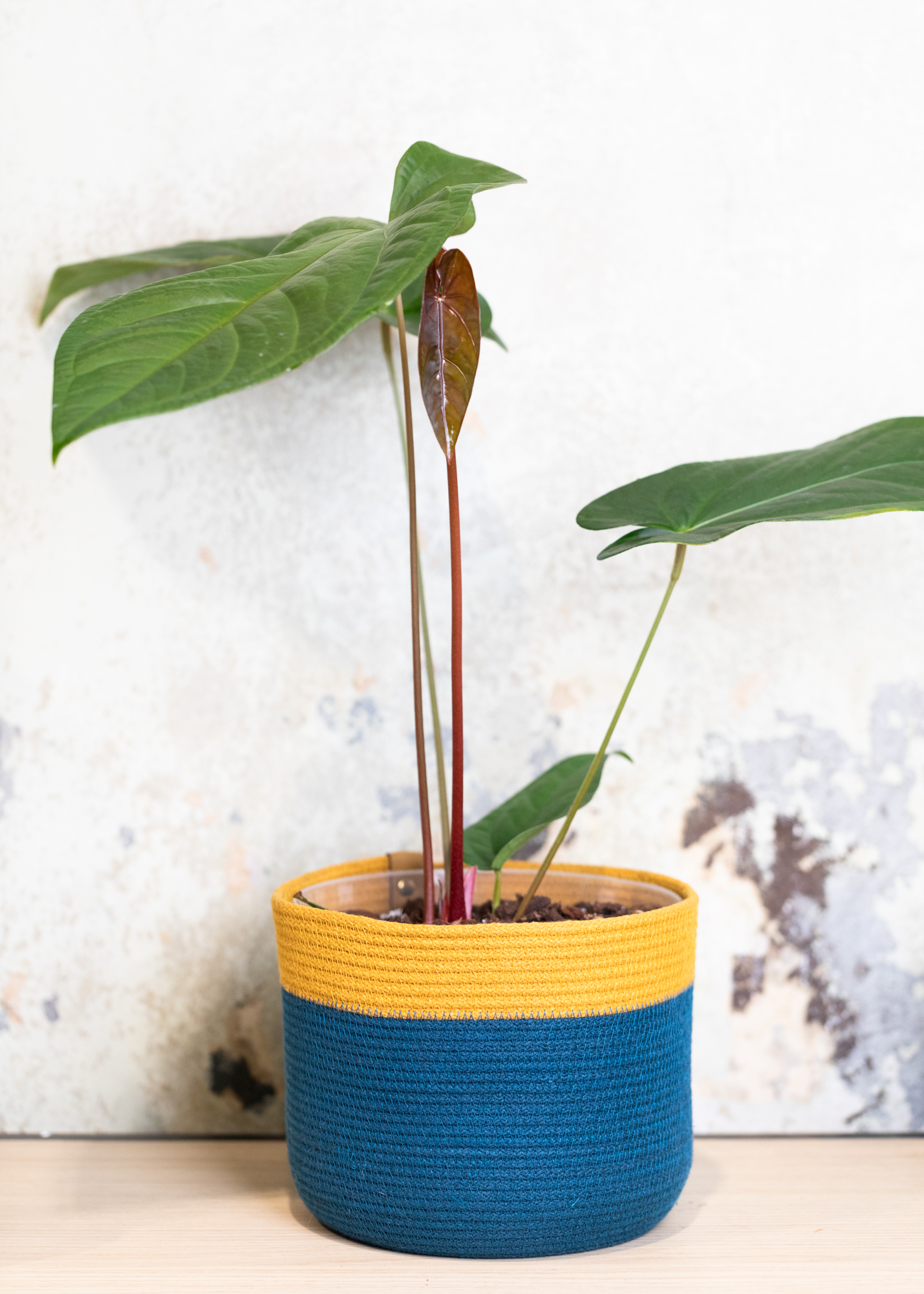 Anthurium Magnificum x Nigrolaminum 'Gigi