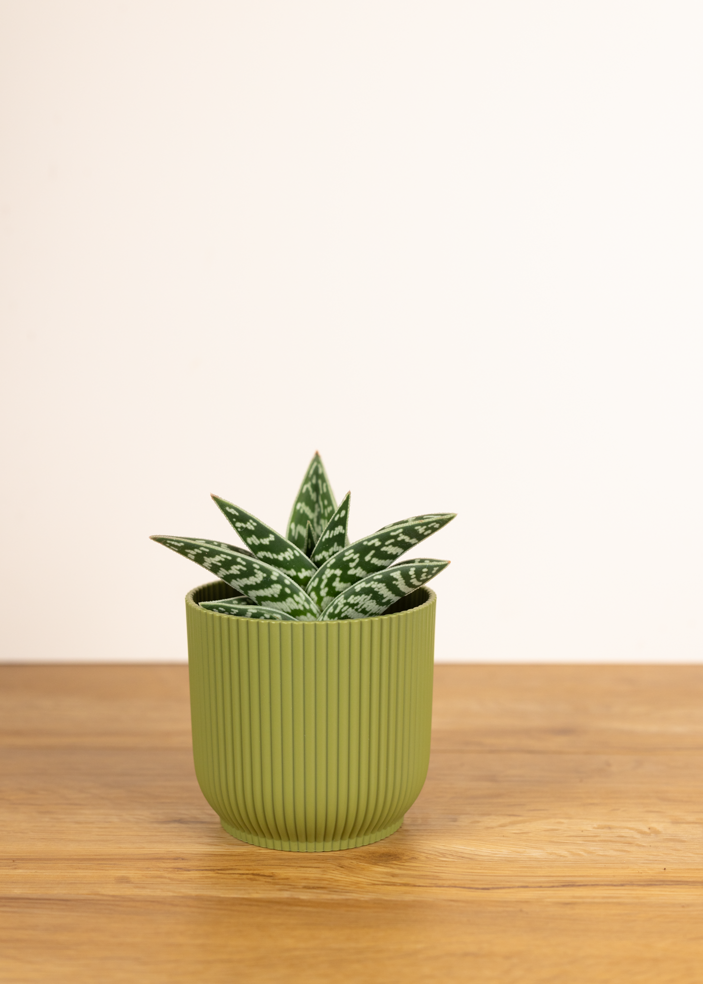 Aloe variegata
