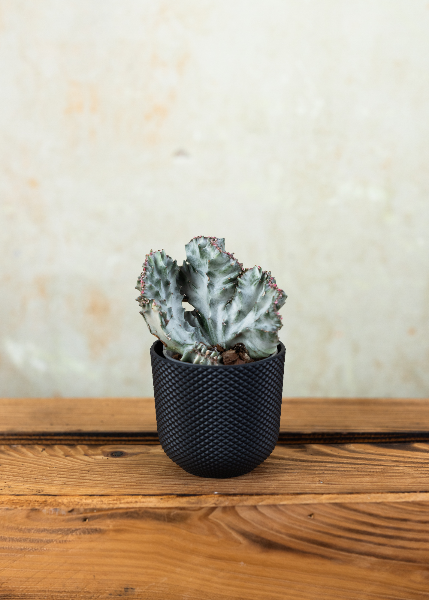 Euphorbia lactea cristata variegata Euphorbia lactea cristata variegata