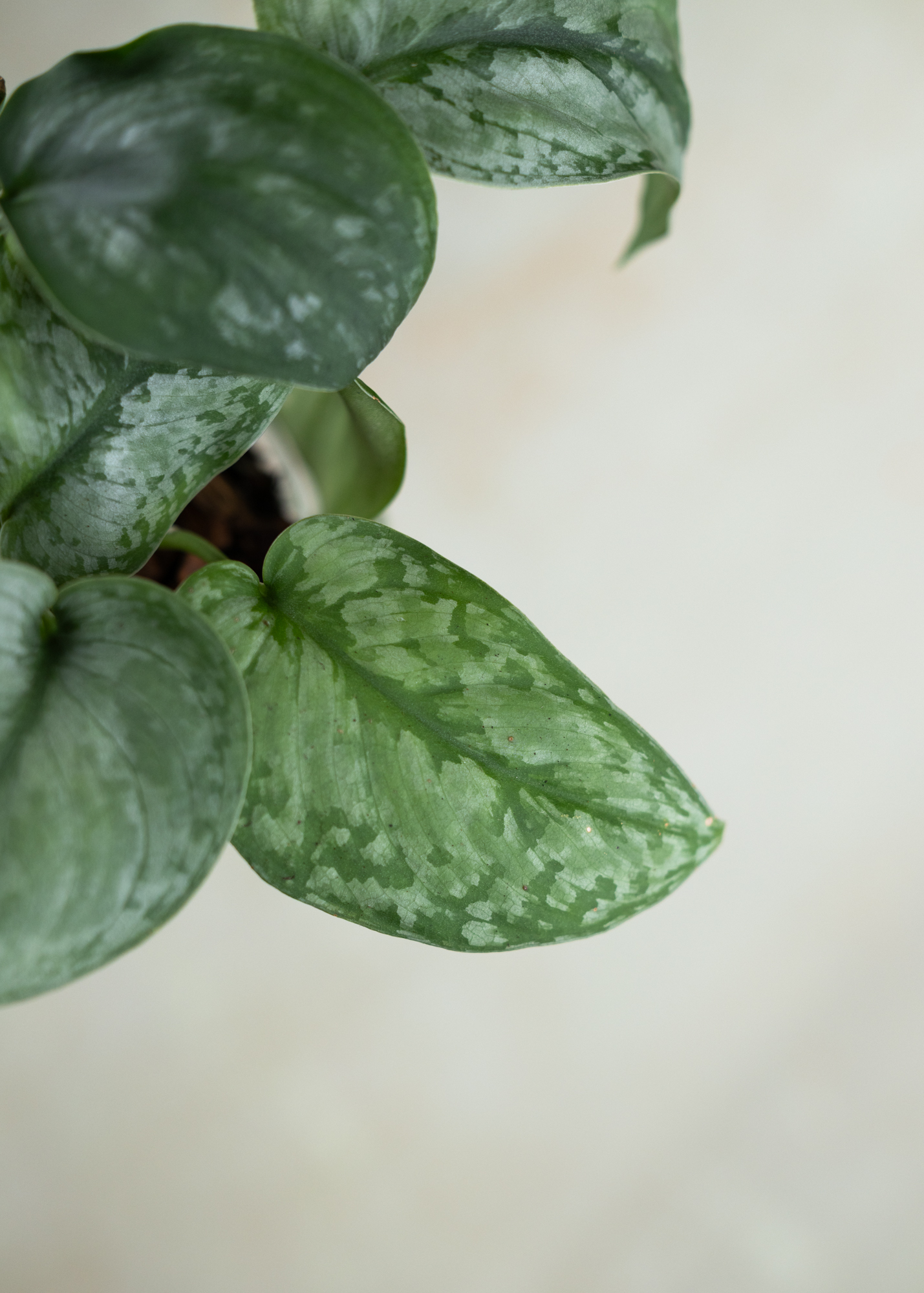 Scindapsus sp. kalimantan green form