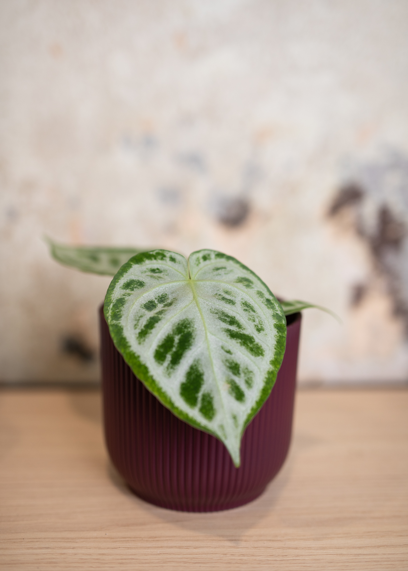 Anthurium Crystallinum Silver Blush L