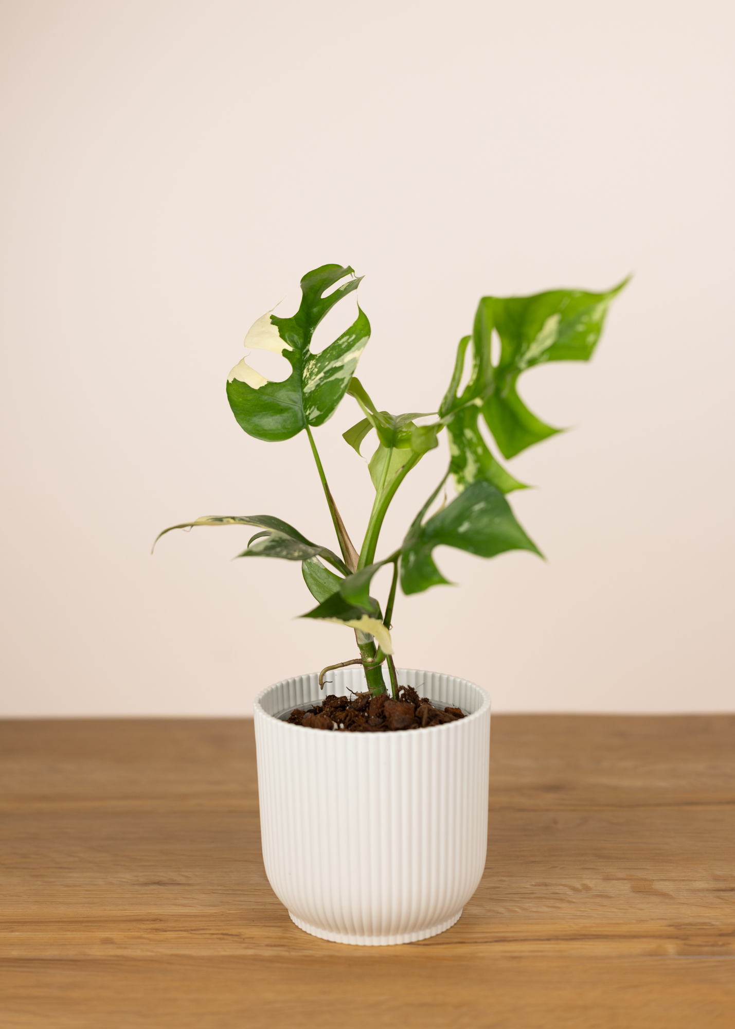 Rhaphidophora tetrasperma albo variegata 2