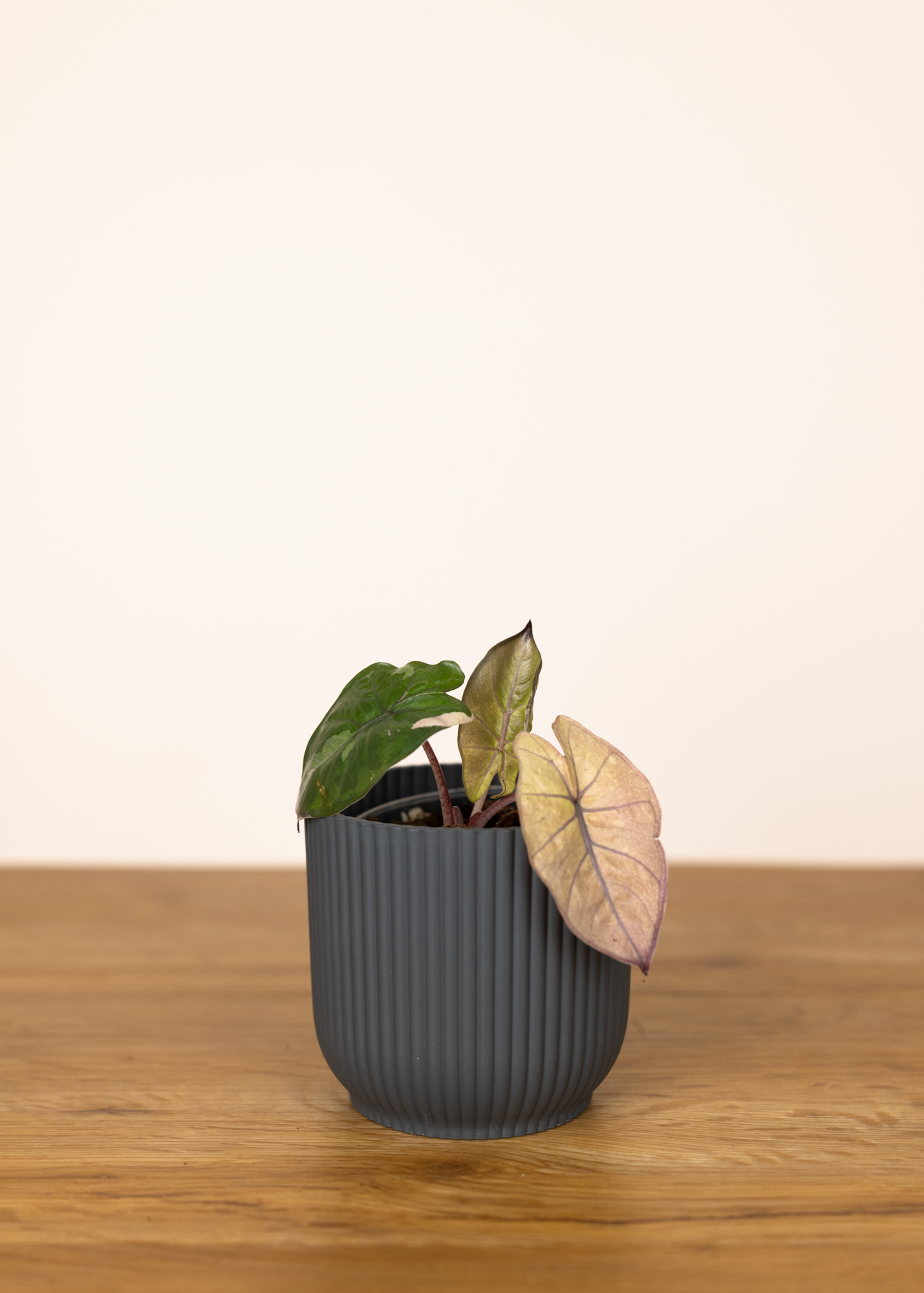 Alocasia yucatan princess variegata 1