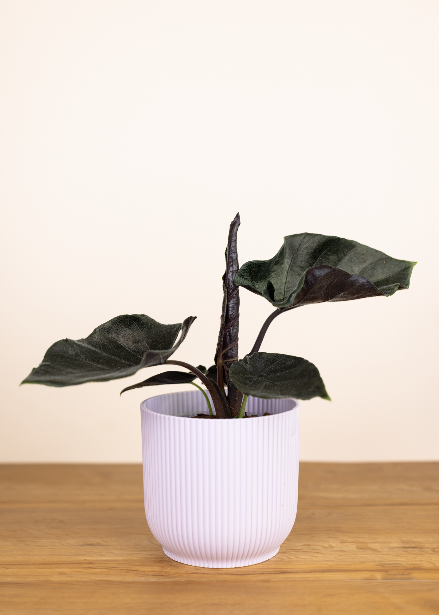 Alocasia anthoro velvet