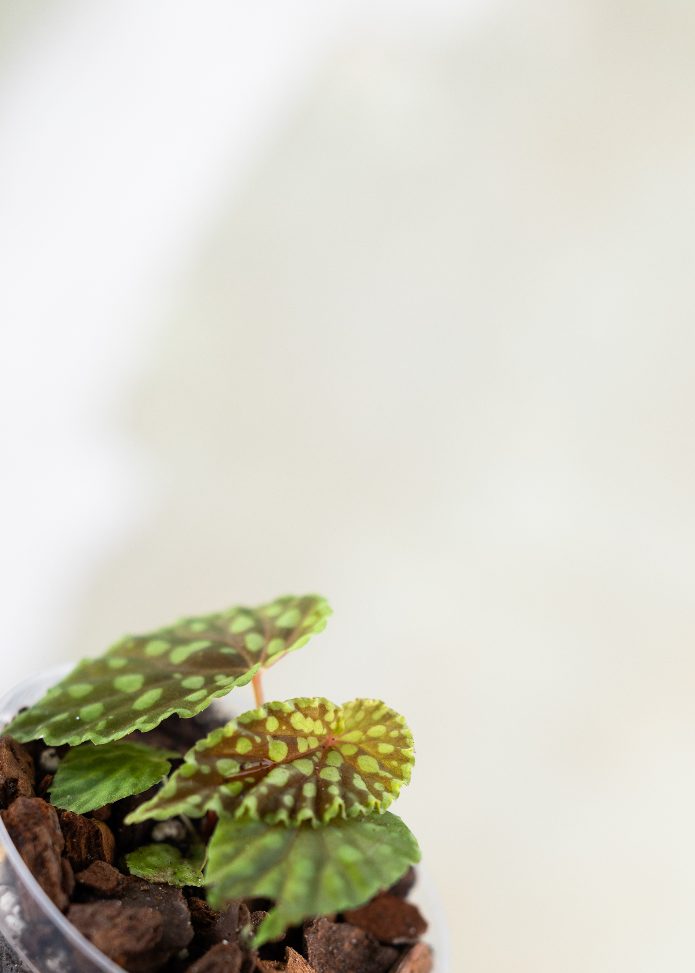 Begonia Chlorosticta