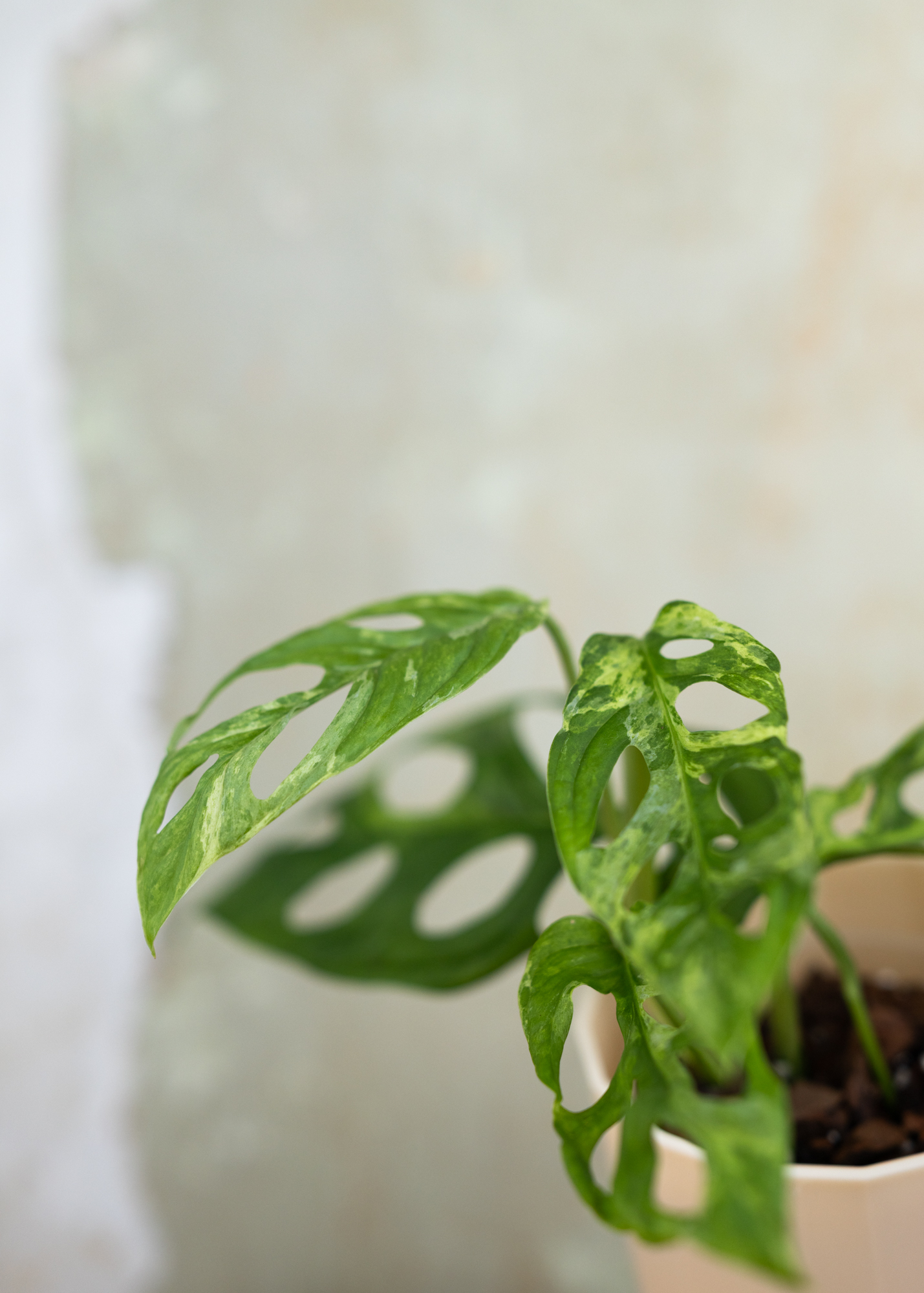 Monstera Adansonii Variegata 'Indonesian Marble'