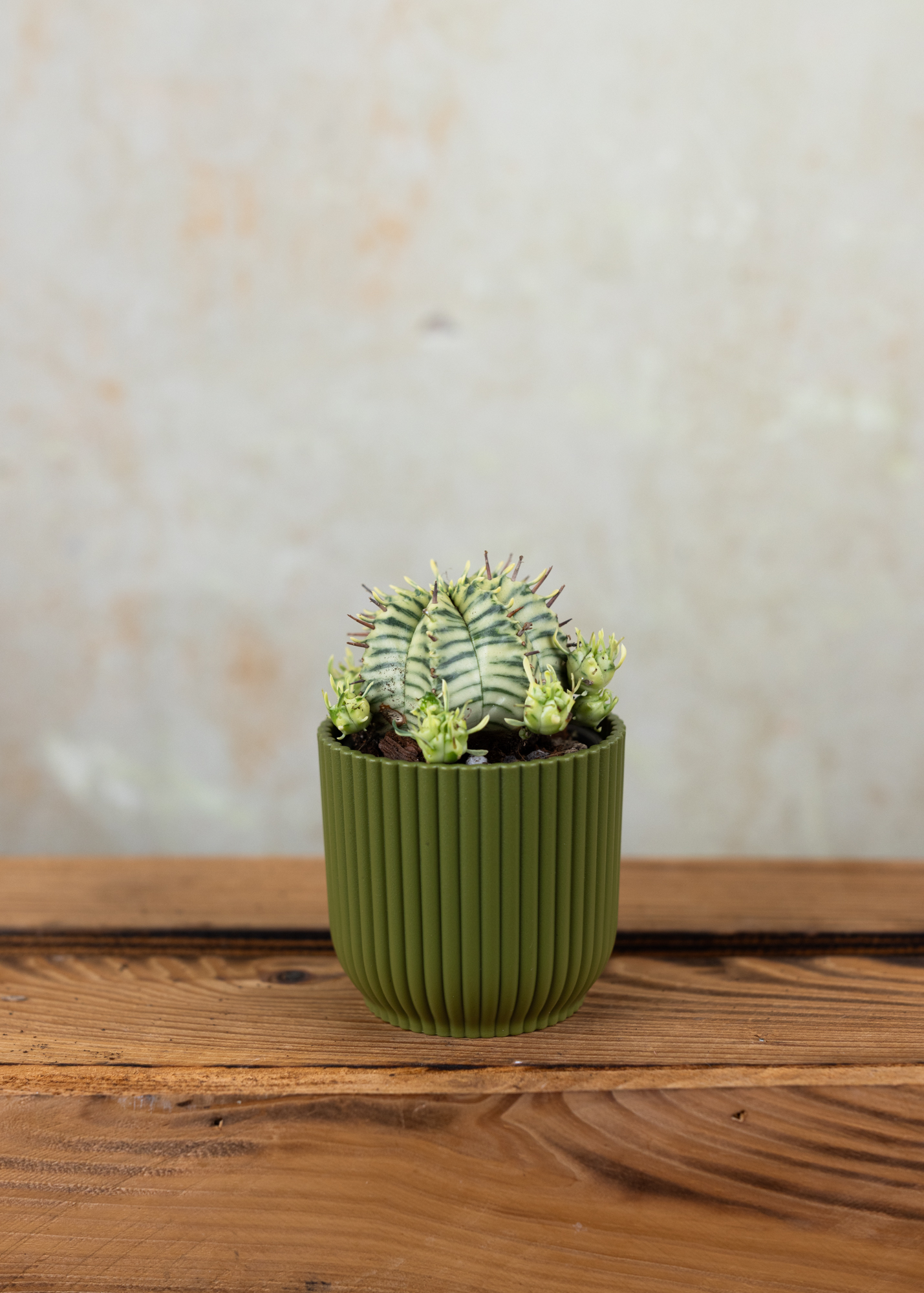 Euphorbia meloformis variegata Euphorbia meloformis variegata